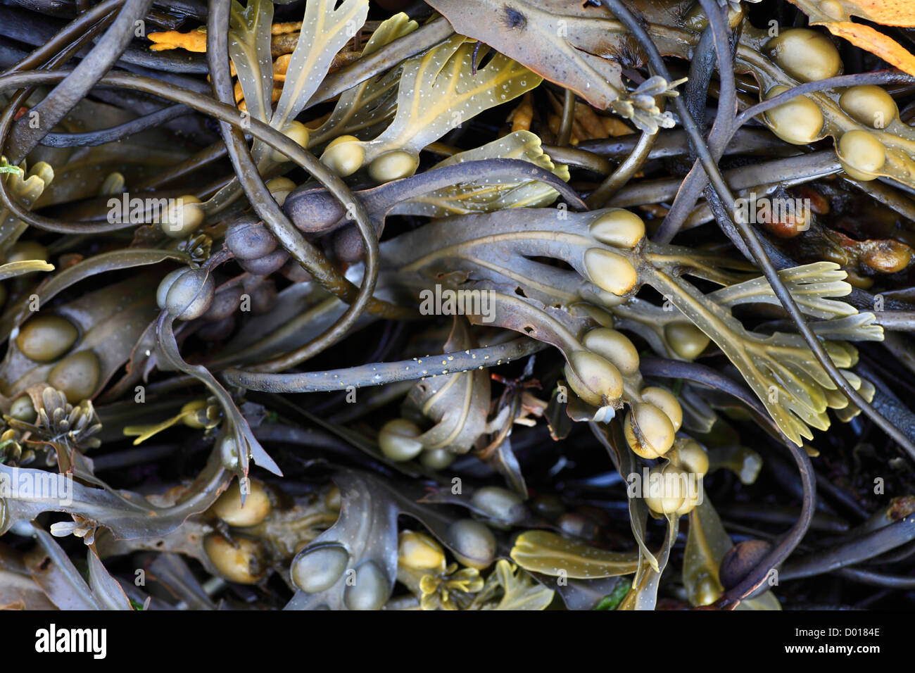 Blase Wrack Meeresalgen, Fucus Vesiculosus mit Dead Mans Seil. Stockfoto