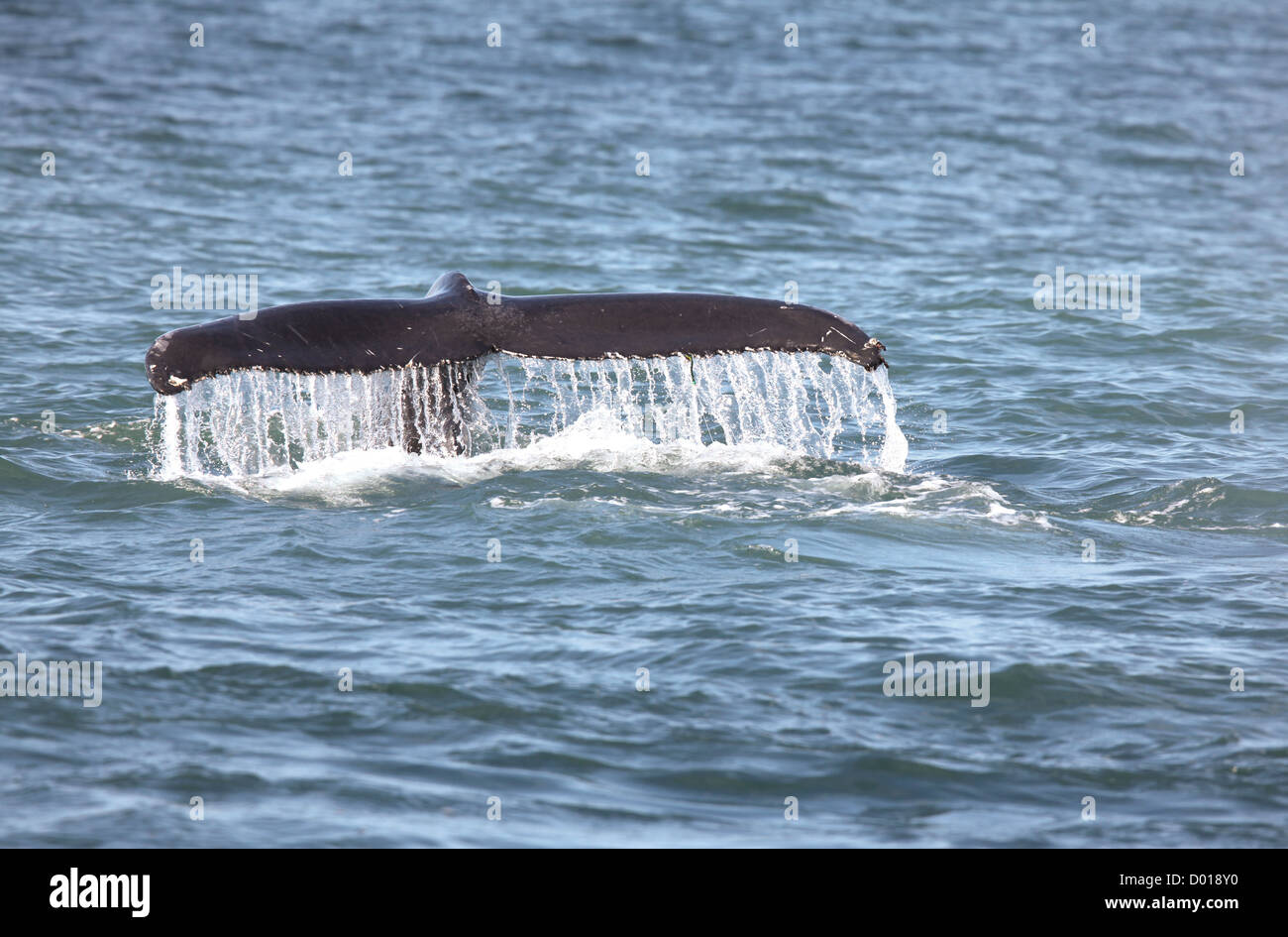 Buckelwale-Wales Stockfoto