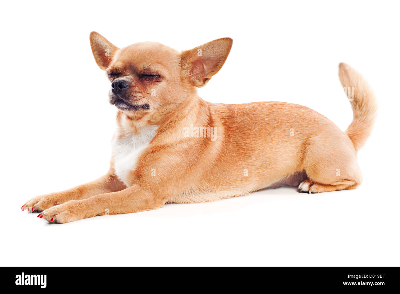 roten Chihuahua Hund isoliert auf weißem Hintergrund Stockfoto