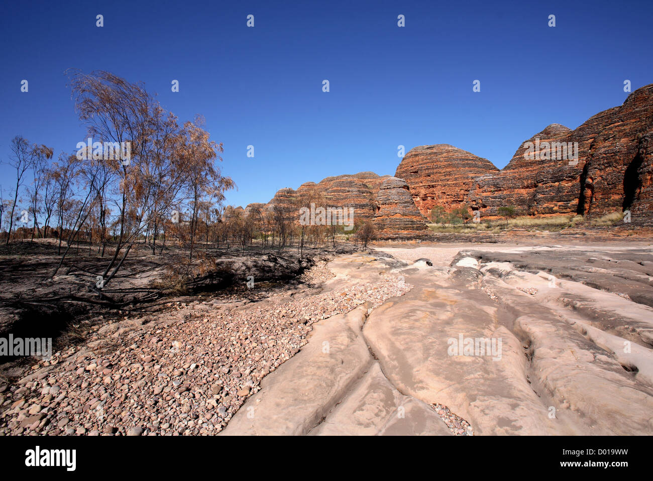 Sandstein und Konglomerat Felsformationen bekannt als der Bungle Bungles. Purnululu National Park, Western Australia. Stockfoto