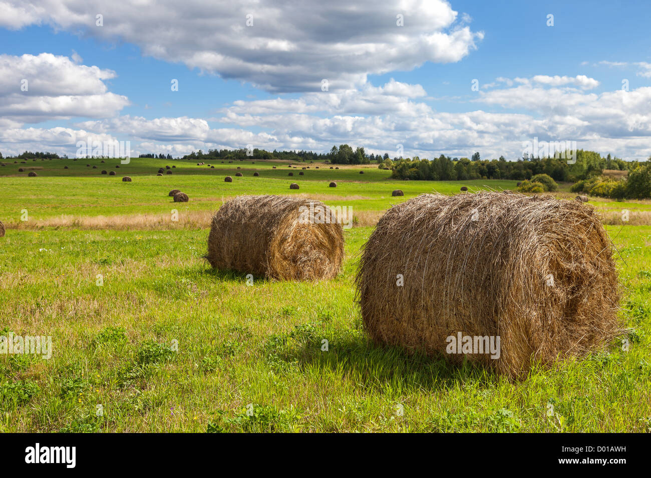 Heu auf Feld unter blauem Himmel im Sommertag Stockfoto