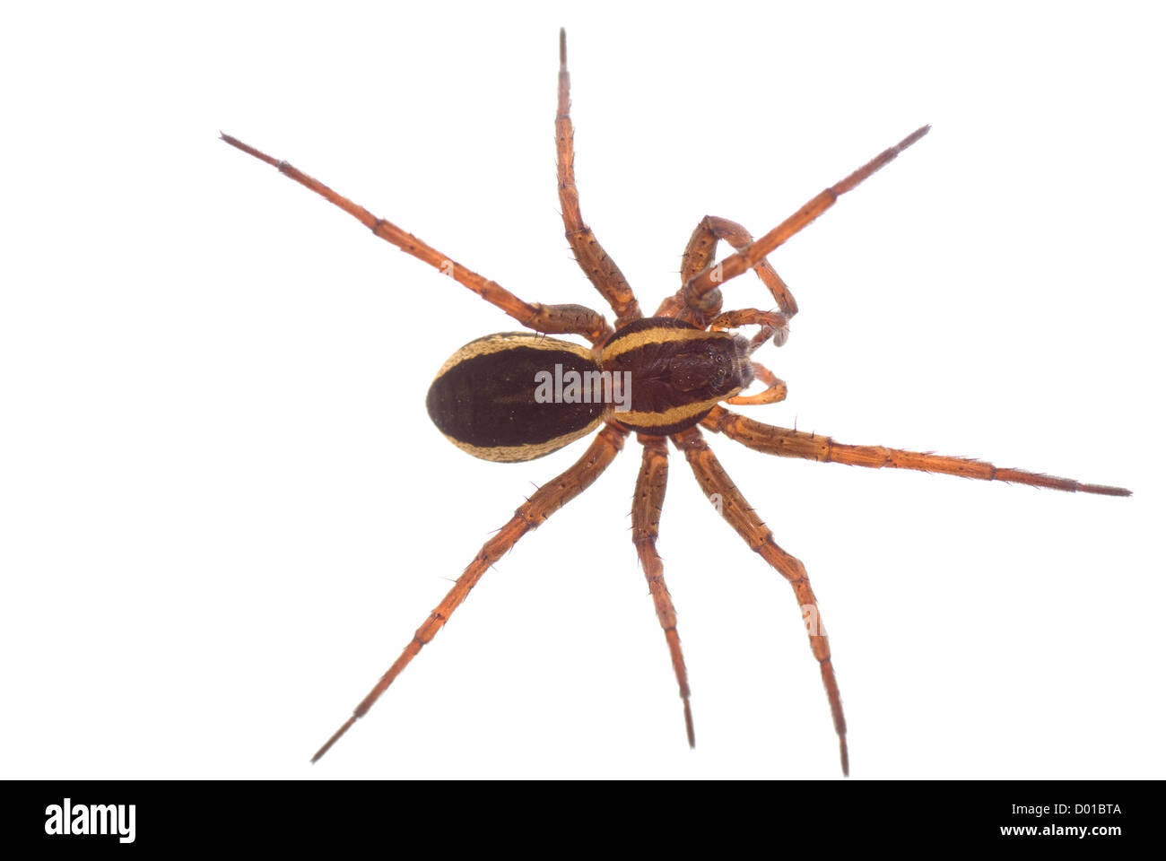 große braune erschreckend Spinne auf weißem Hintergrund Stockfoto