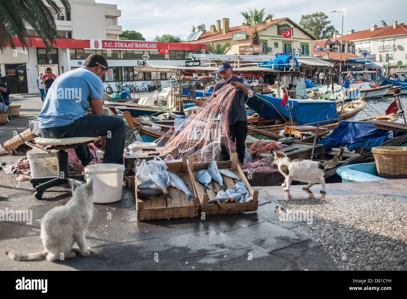 Katzen, die Fisch am Kai in Foca, Türkei, mit den Fischern in den Hintergrund, die Vorbereitung ihrer Fischernetze zu beobachten. Stockfoto