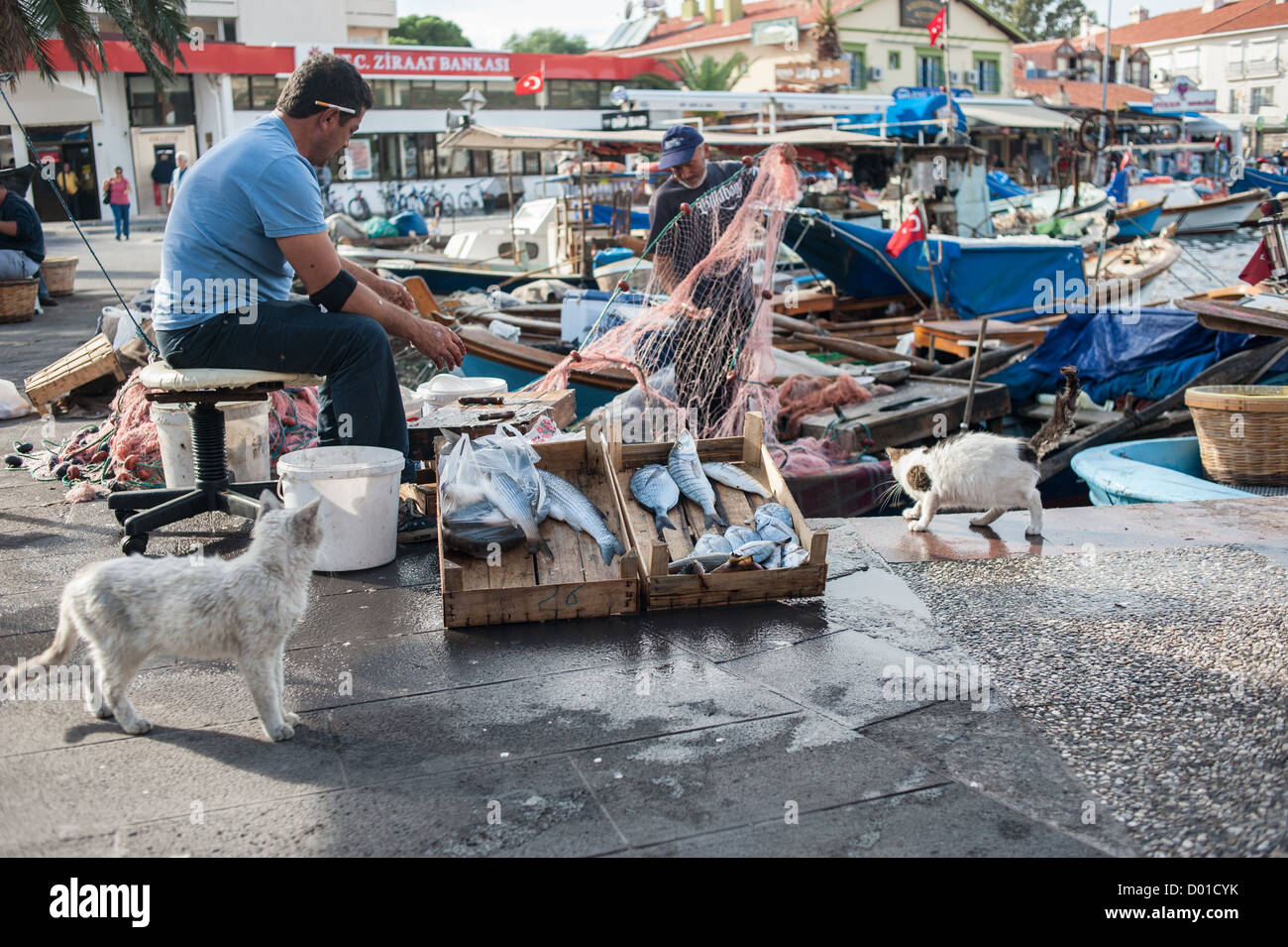 Katzen, die Fisch am Kai in Foca, Türkei, mit den Fischern in den Hintergrund, die Vorbereitung ihrer Fischernetze zu beobachten. Stockfoto