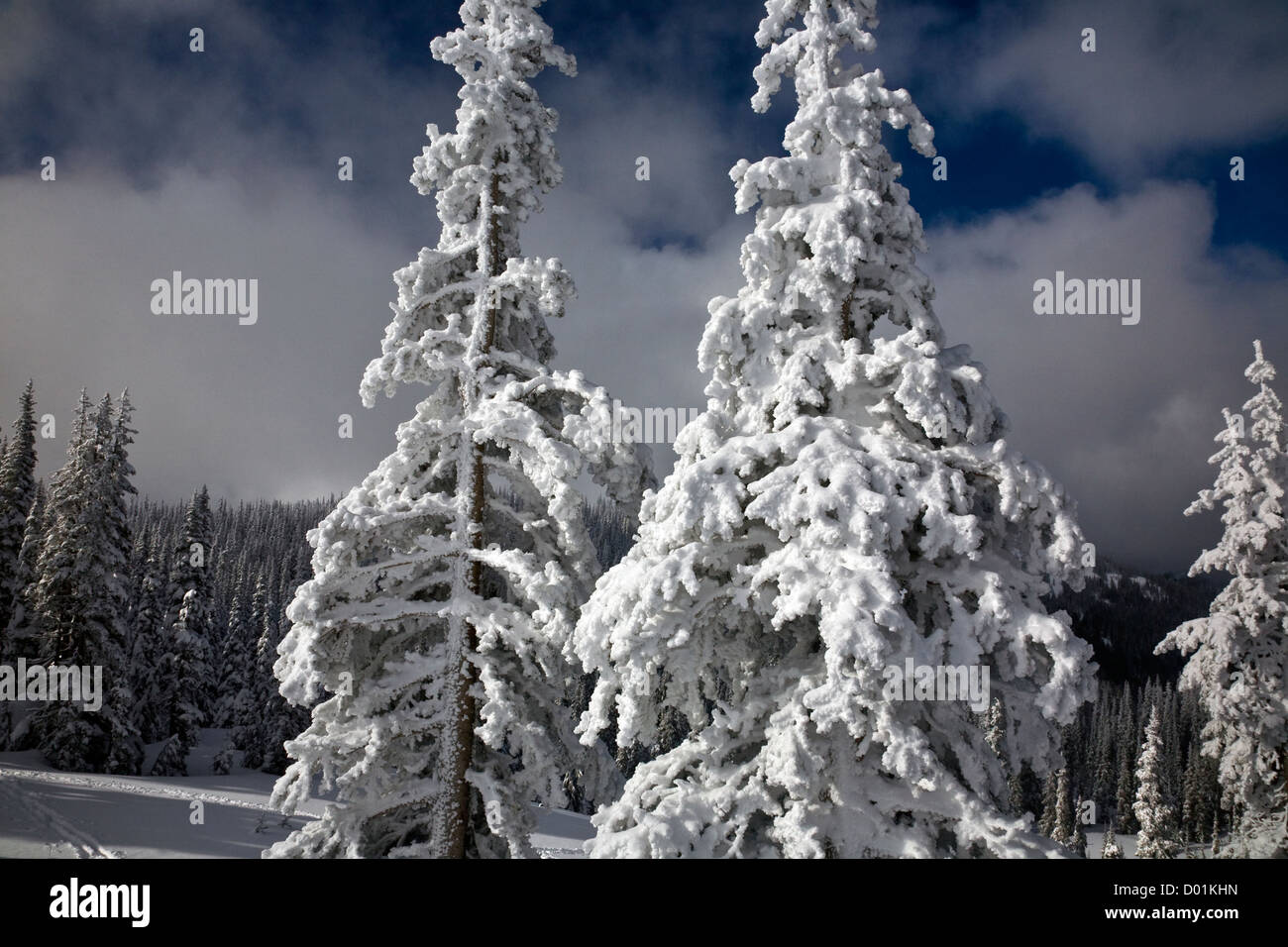 WA06279-00... WASHINGTON - Schnee verkrusteten Bäumen auf Hurricane Ridge in Olympic Nationalpark. Stockfoto