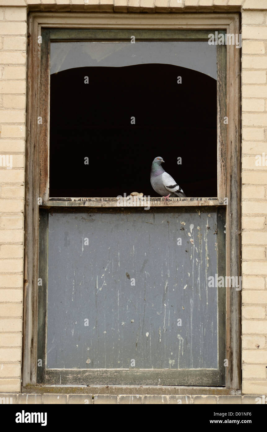 Taube im Fenster der verlassenen Gebäude in King Hill, Idaho. Stockfoto