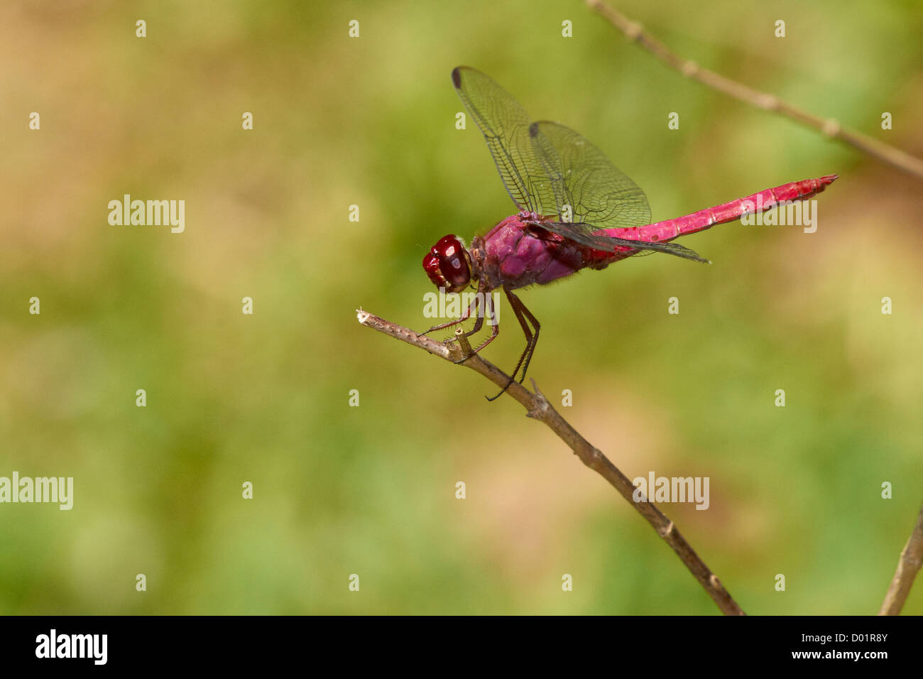 Rote Libelula auf einem Ast Stockfoto