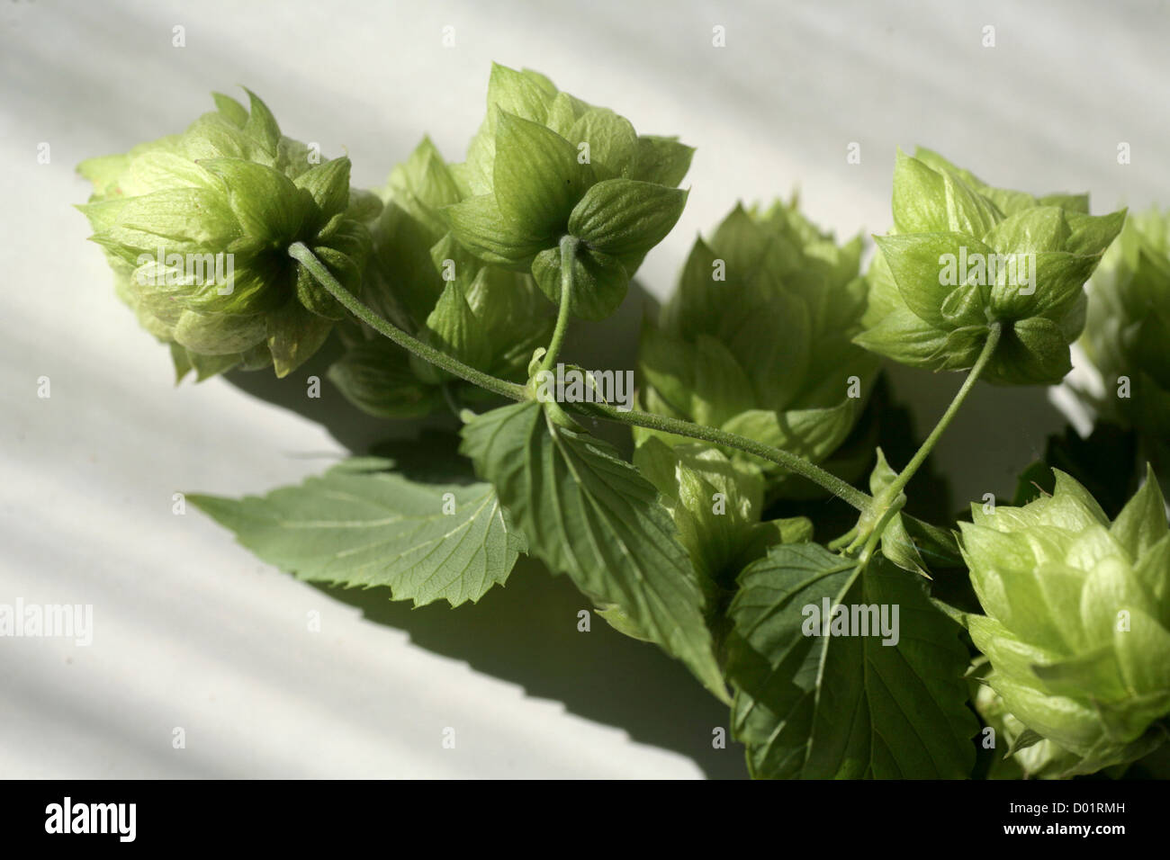 eine Hopfenpflanze auf weißem Hintergrund Stockfoto