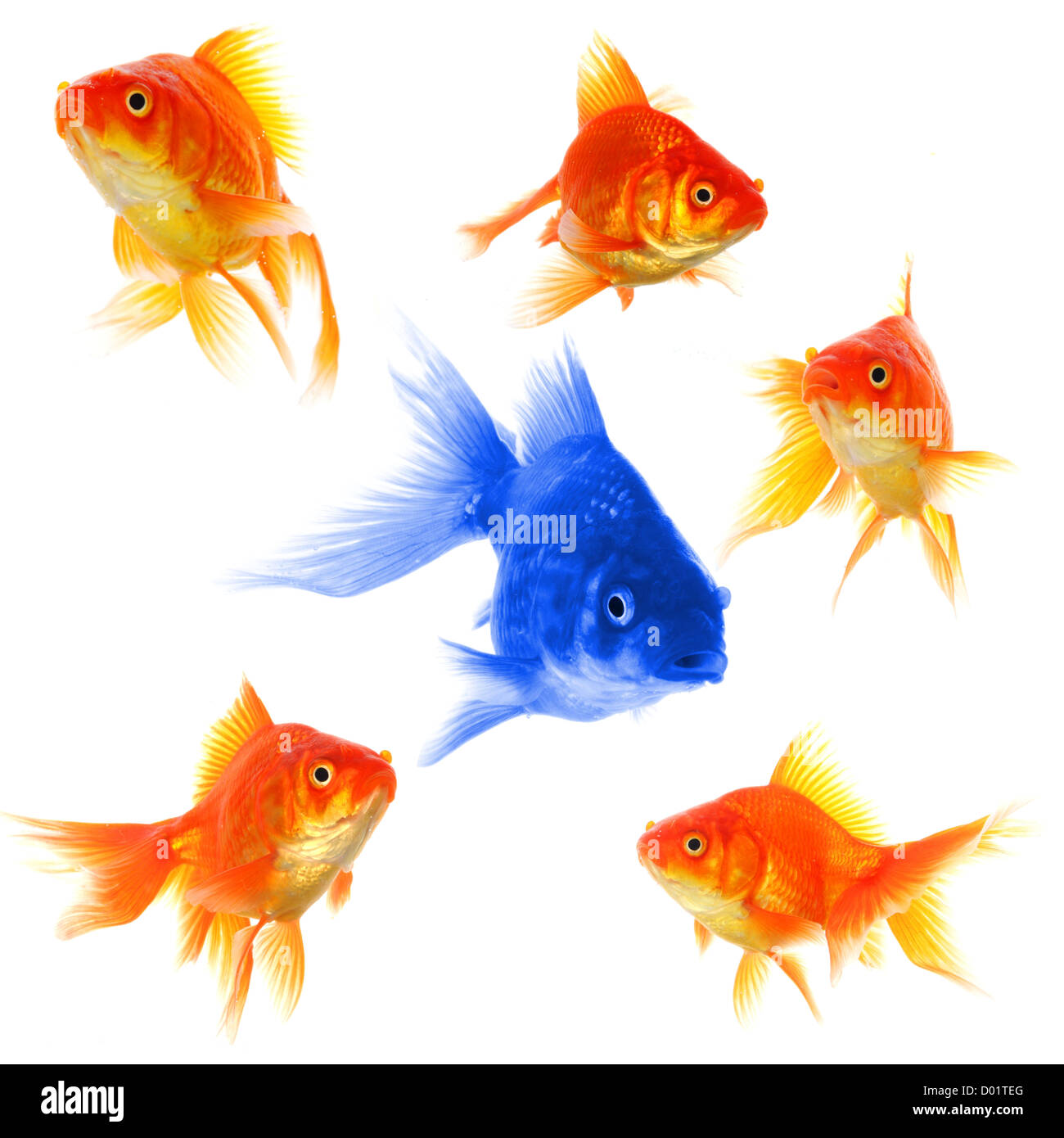 Goldfische mit Diskriminierung Individualität Führungs- oder Motivation Erfolgskonzept Stockfoto
