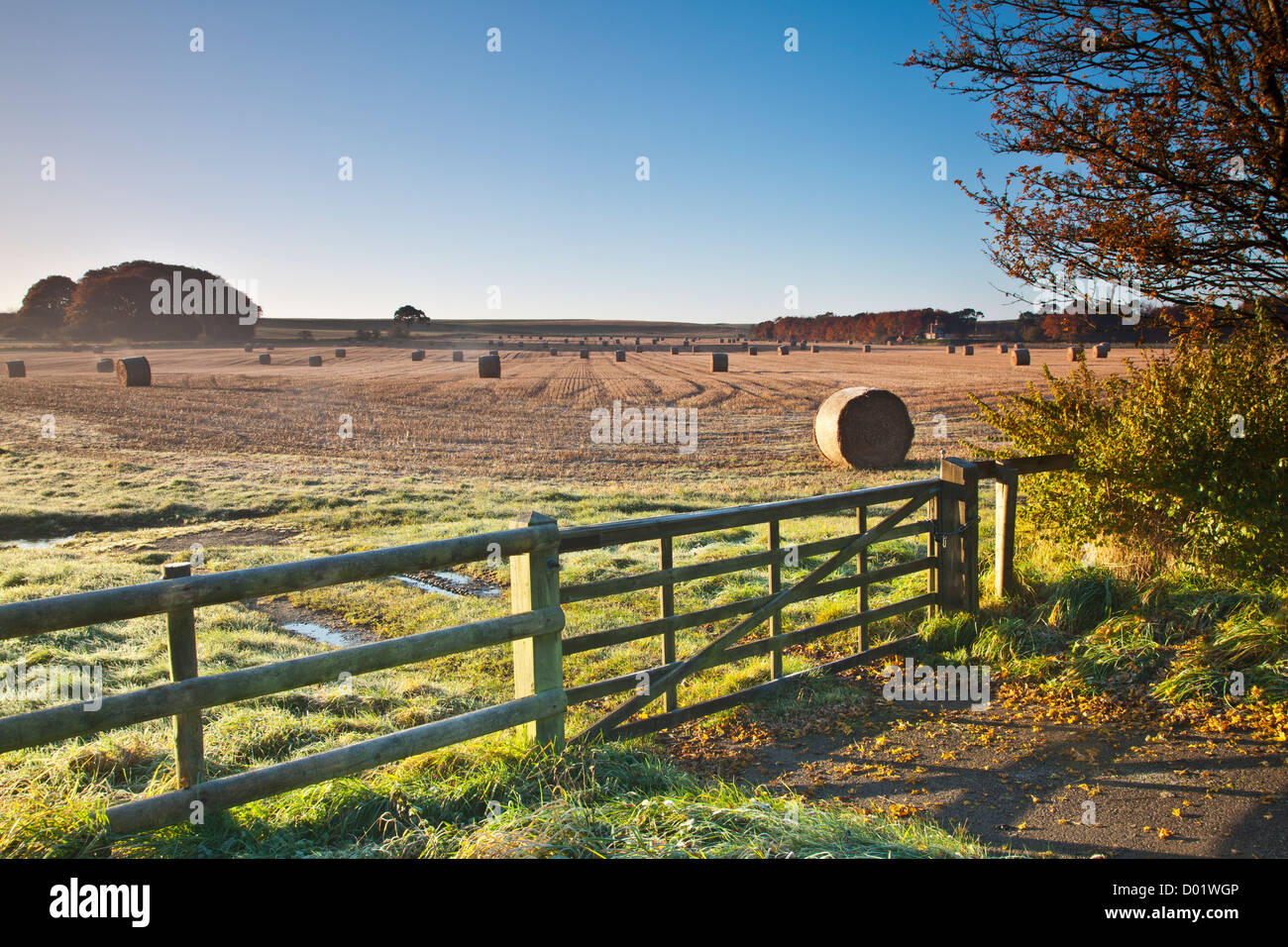 Strohballen auf einem Feld in der Nähe von Beckhampton, Wiltshire, England, UK Stockfoto