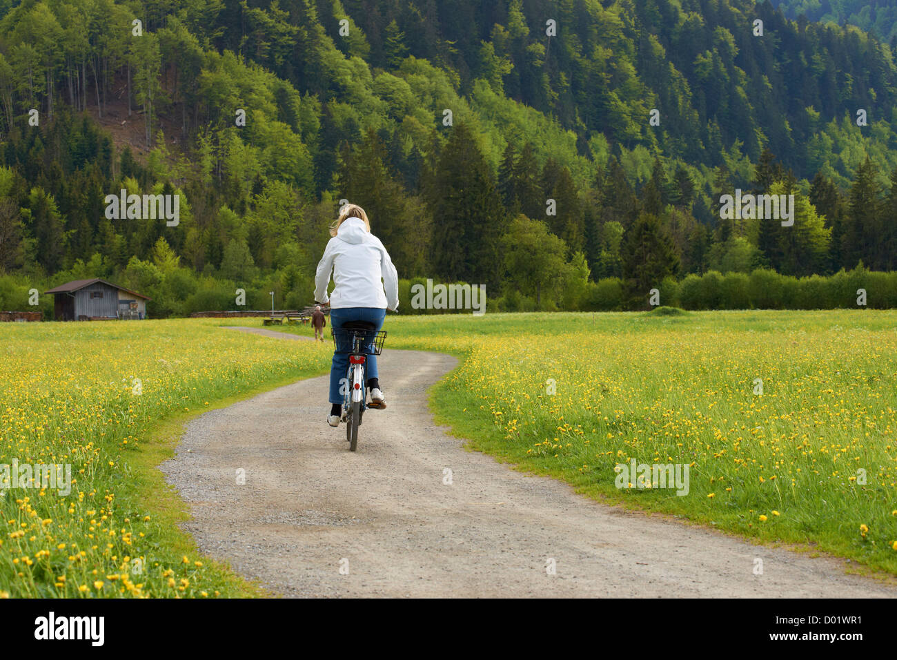 Radfahren durch die blühenden Felder Stockfoto