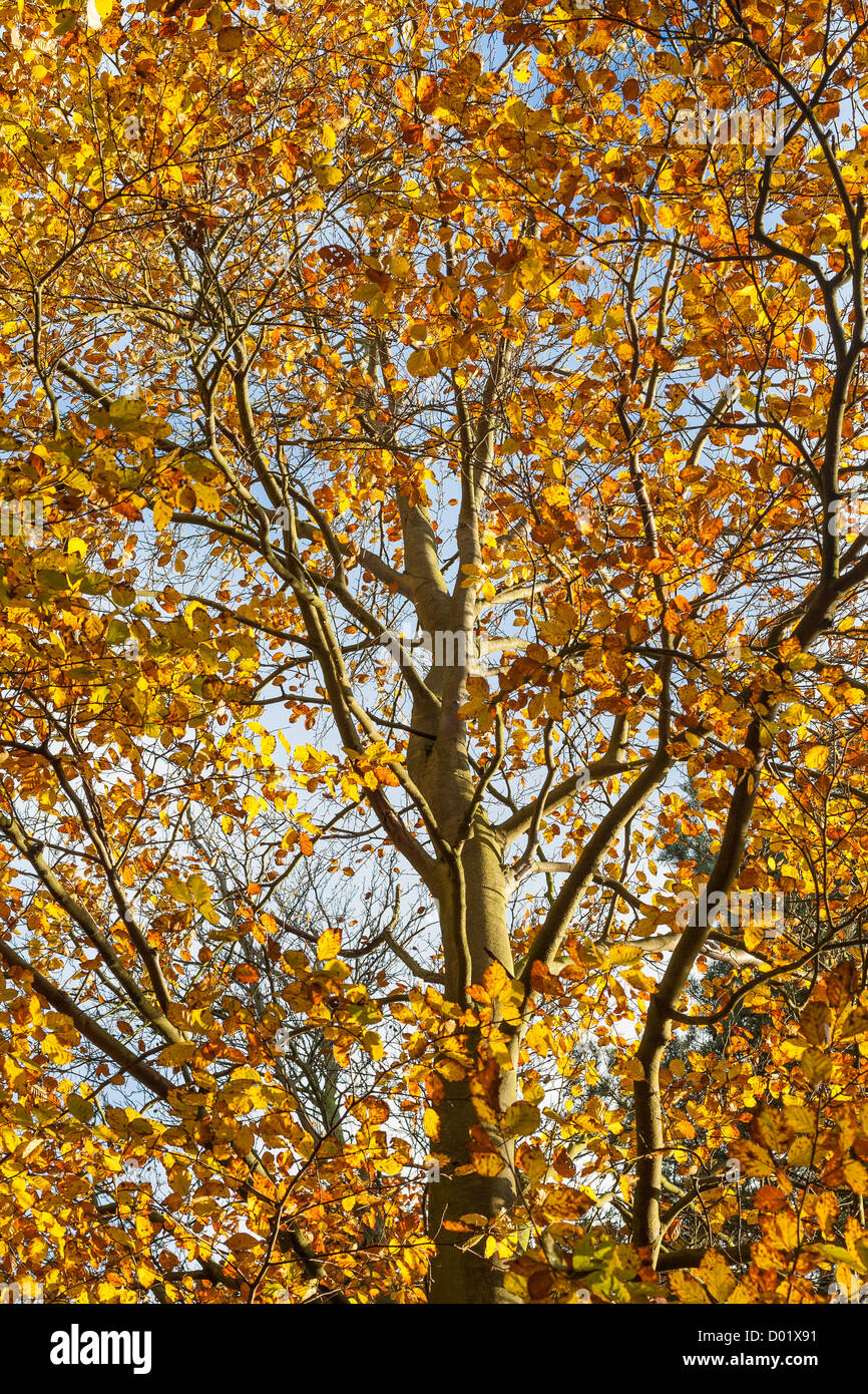 Gelbe Baum im Herbst. Stockfoto