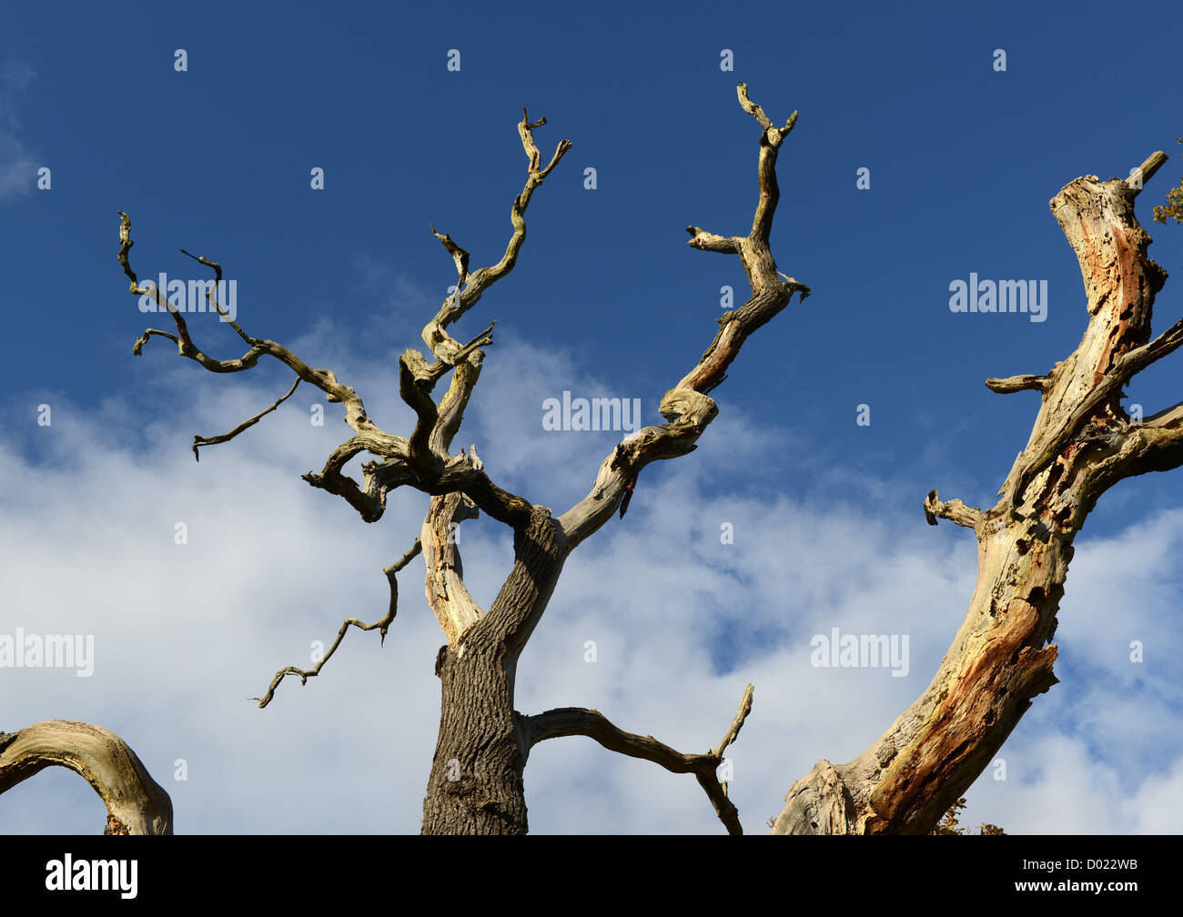 Toten Eiche England Uk Stockfoto