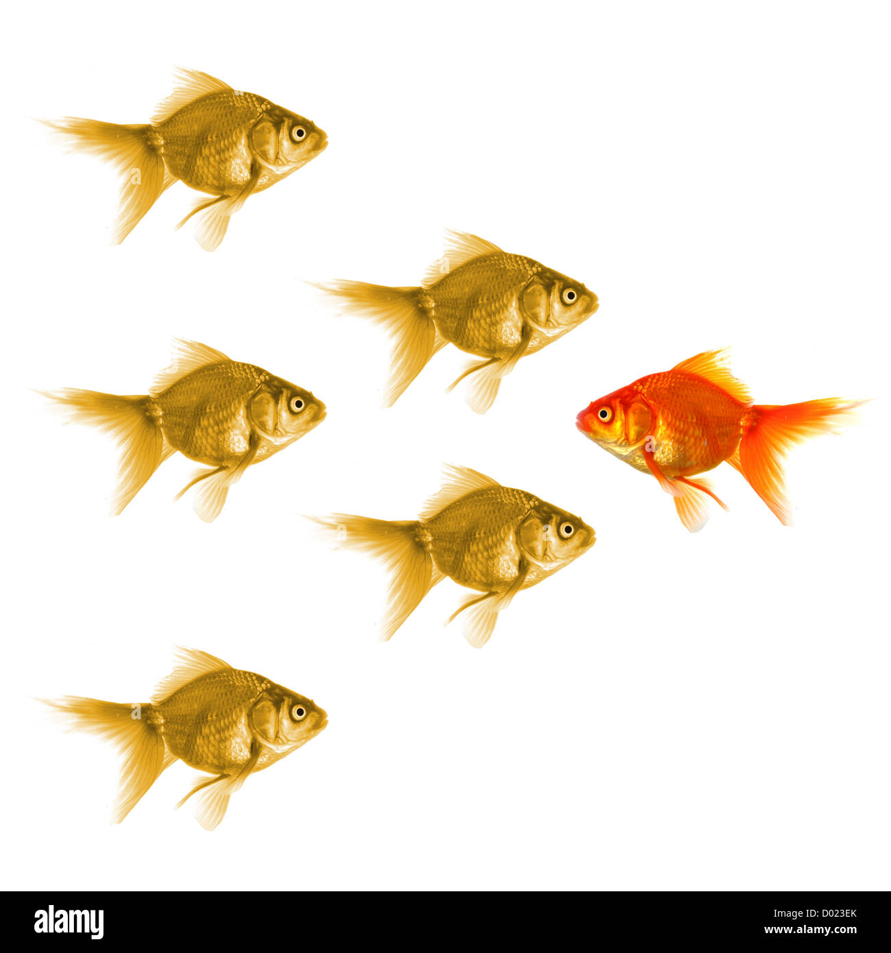 Goldfische mit Diskriminierung Individualität Führungs- oder Motivation Erfolgskonzept Stockfoto