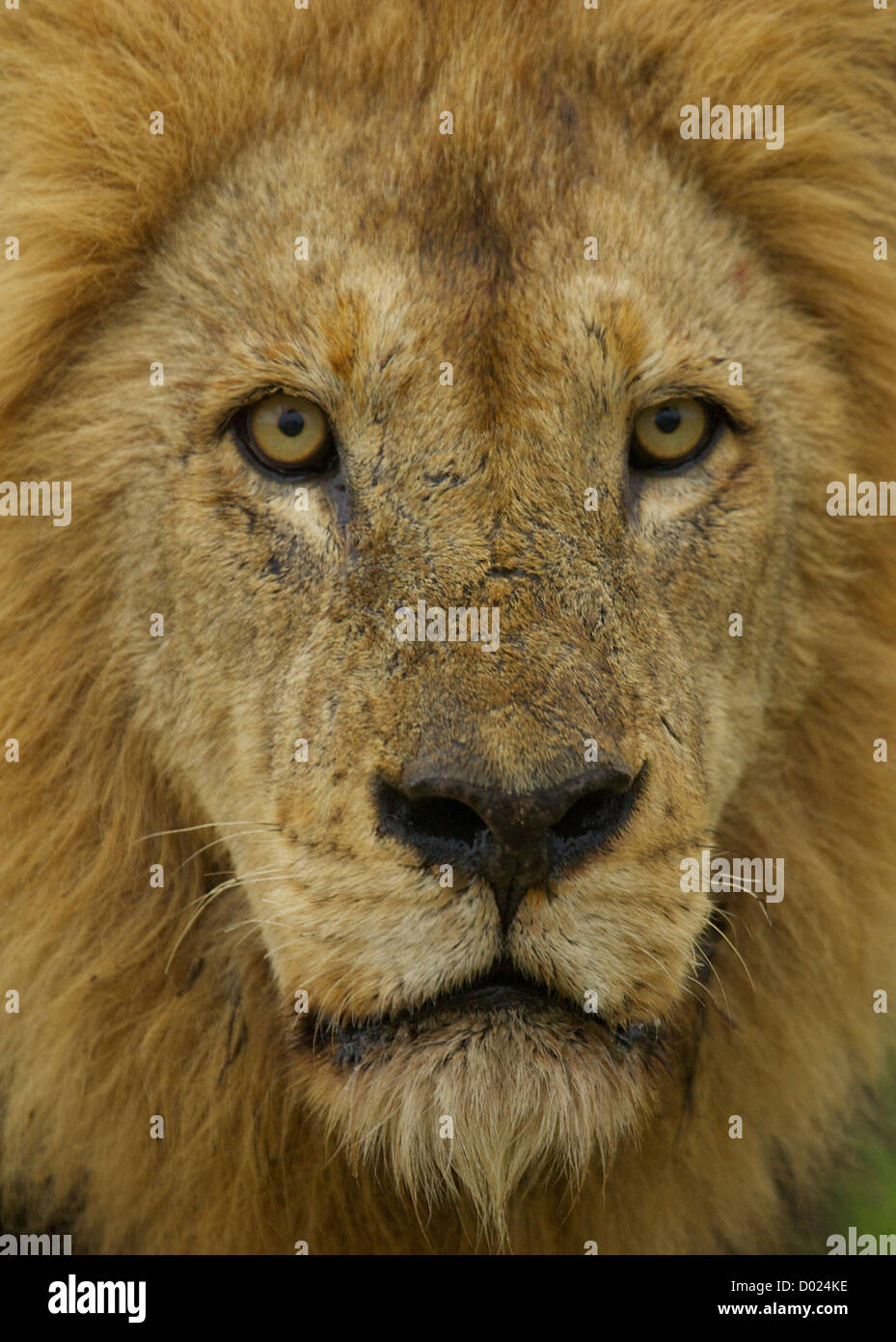 Löwe nähert sich Pirschfahrt der Sabi Sands Region des Krüger Parks Stockfoto