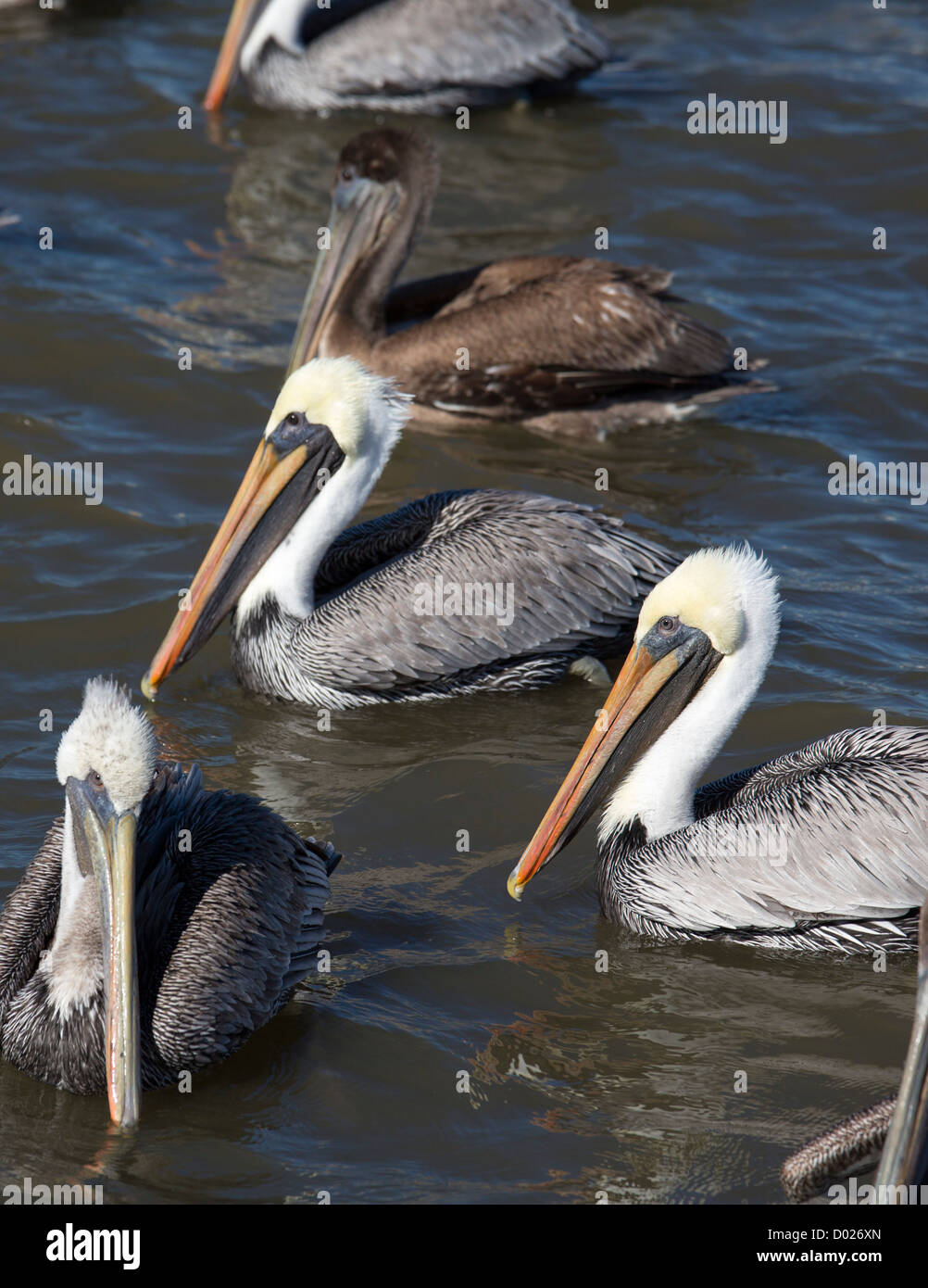 Pelikane versammeln sich in der Nähe ein Garnelen-Trawler Stockfoto