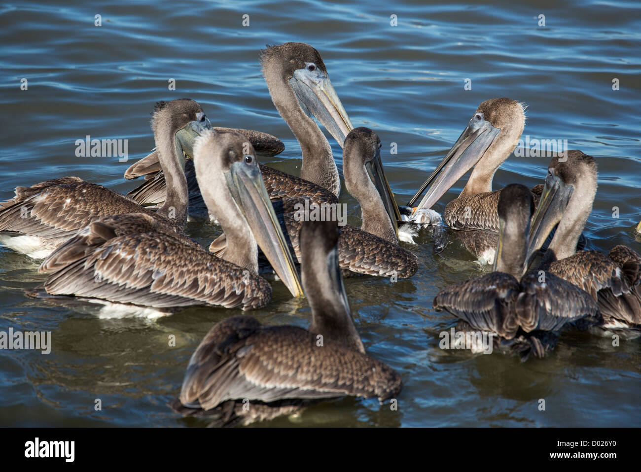 Braune Pelikane umgeben und greifen eine Baby Möwe in der Mobile Bay Stockfoto
