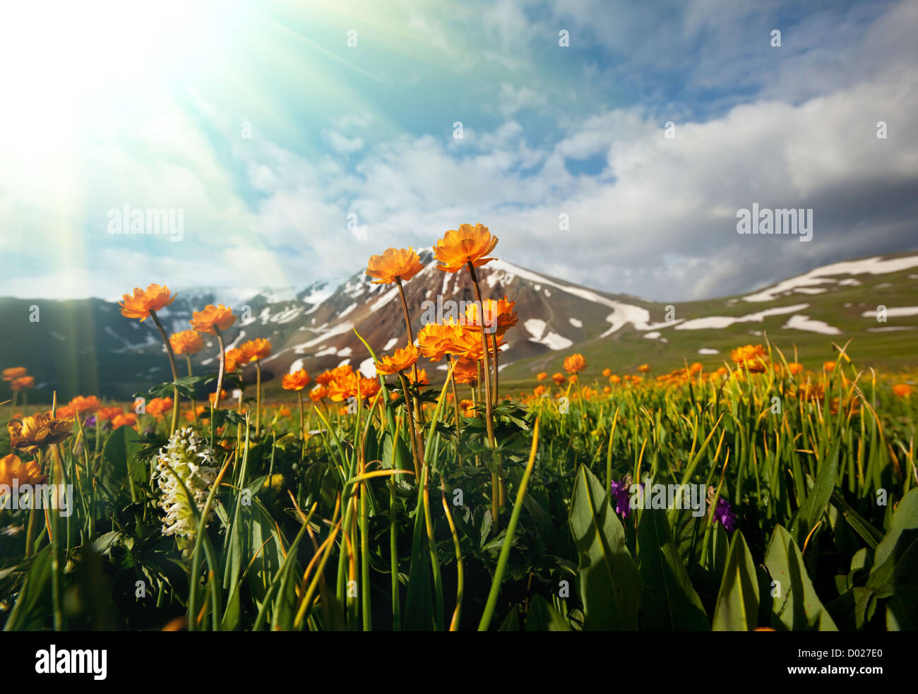 Wiese am Morgen Stockfoto