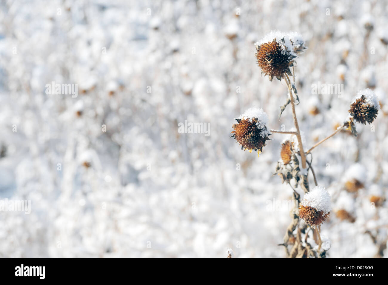 Tote Blumen im Schnee, Horizontal Stockfoto