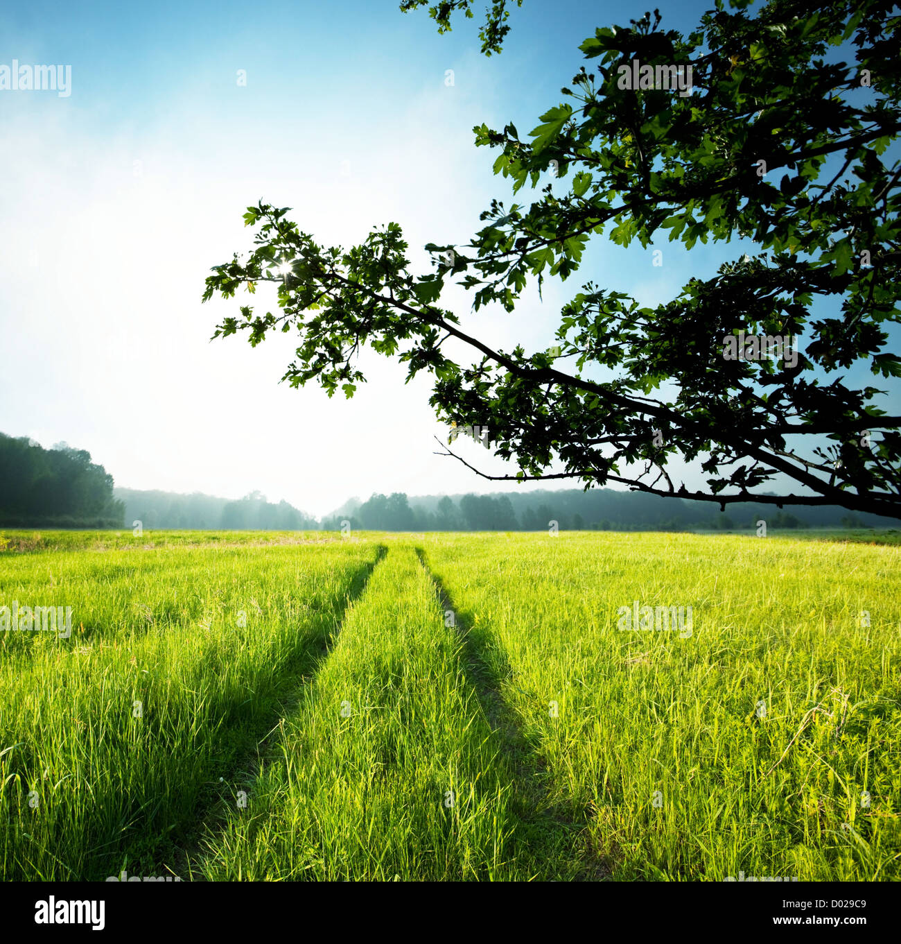 Straße im grünen Wiese Wiesen Stockfoto