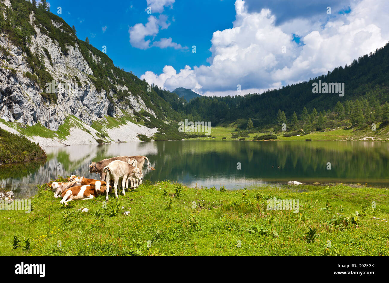 Idyllischen Alm in den Bergen mit einer kleinen Gruppe von Kühen entspannend am See. Stockfoto