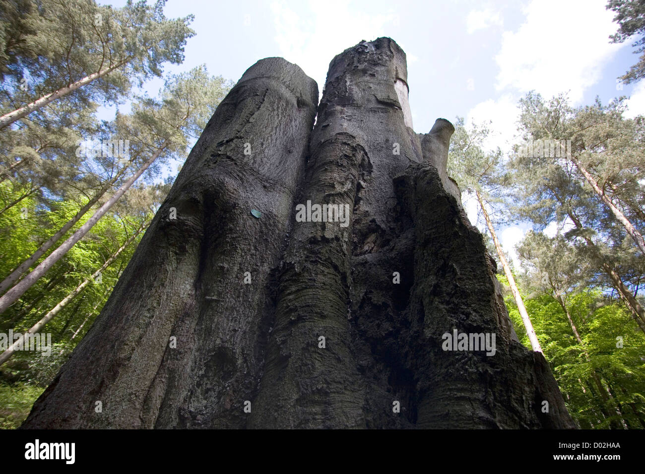 Die Überreste von einem gefällten Baumstamm im Wald. Stockfoto