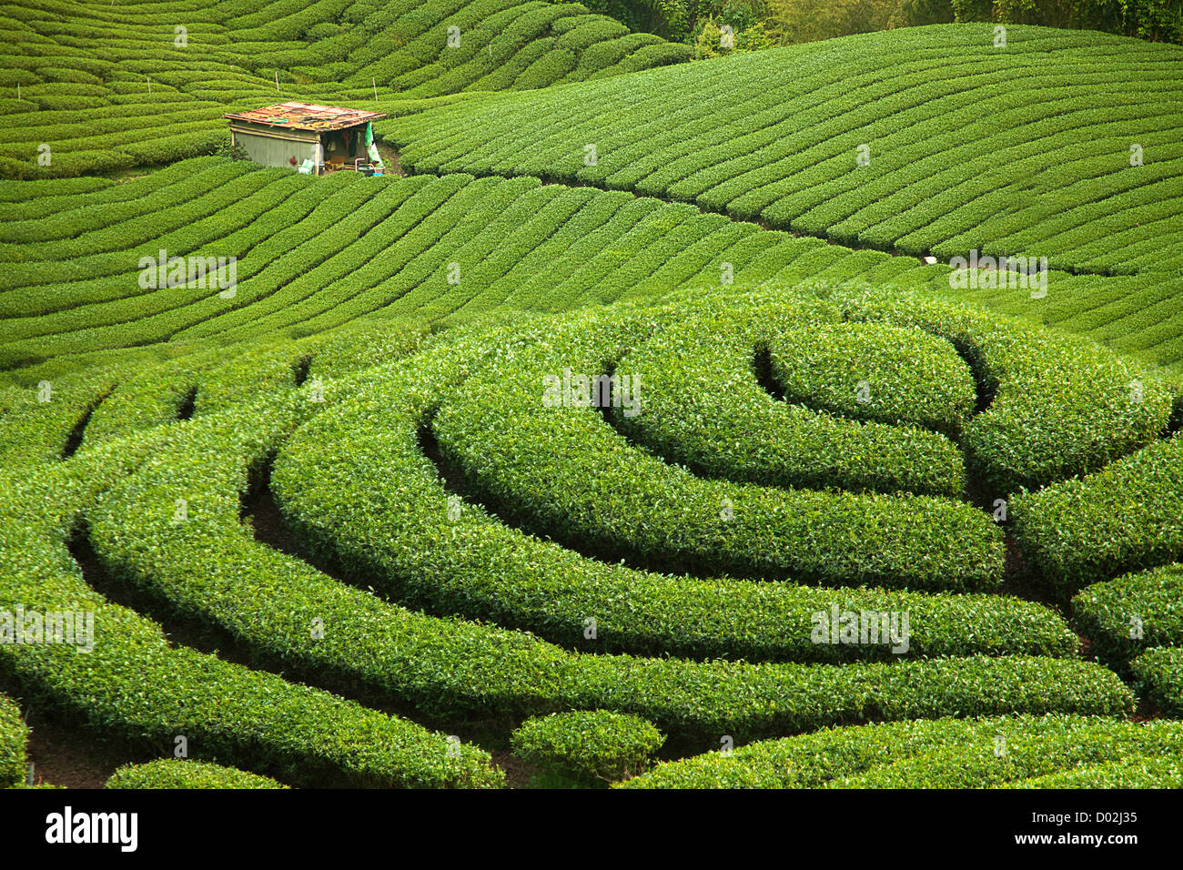 Teegarten in Mitte von Taiwan Stockfoto