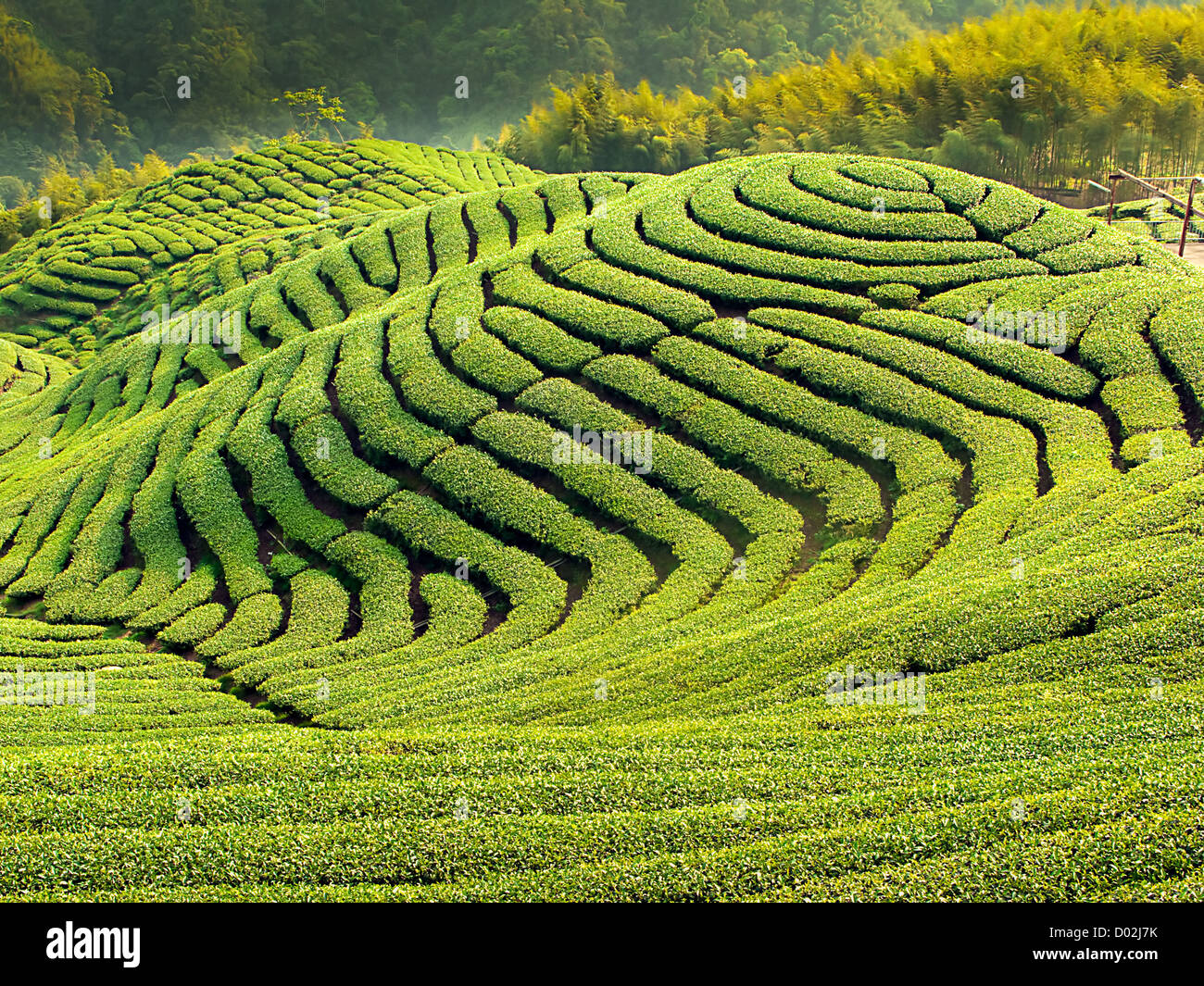 Ba Gua Teegarten in Mitte von Taiwan Stockfoto