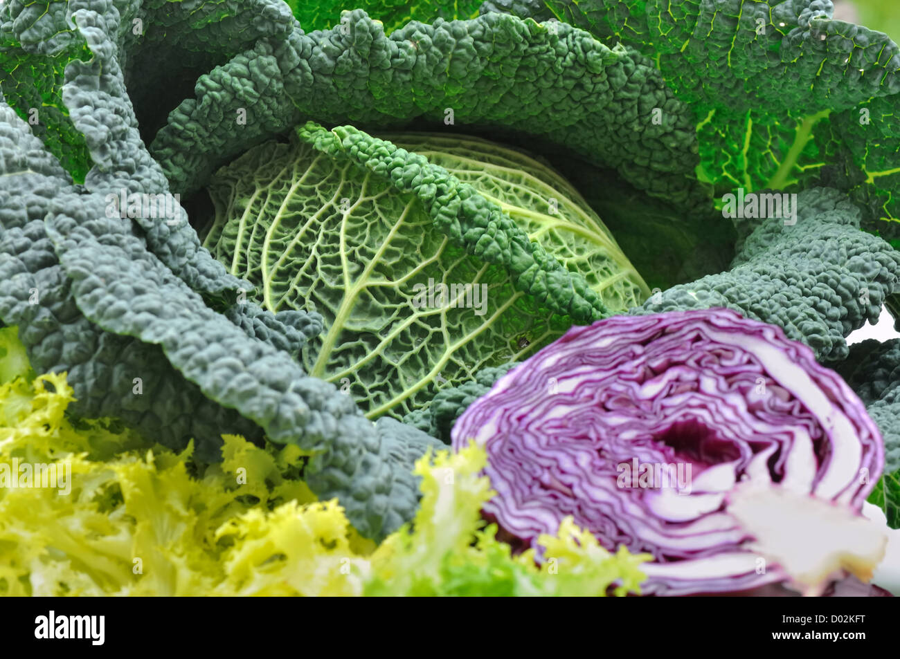 saisonales Gemüse grüne Kohl, Rotkohl und Salat Stockfoto