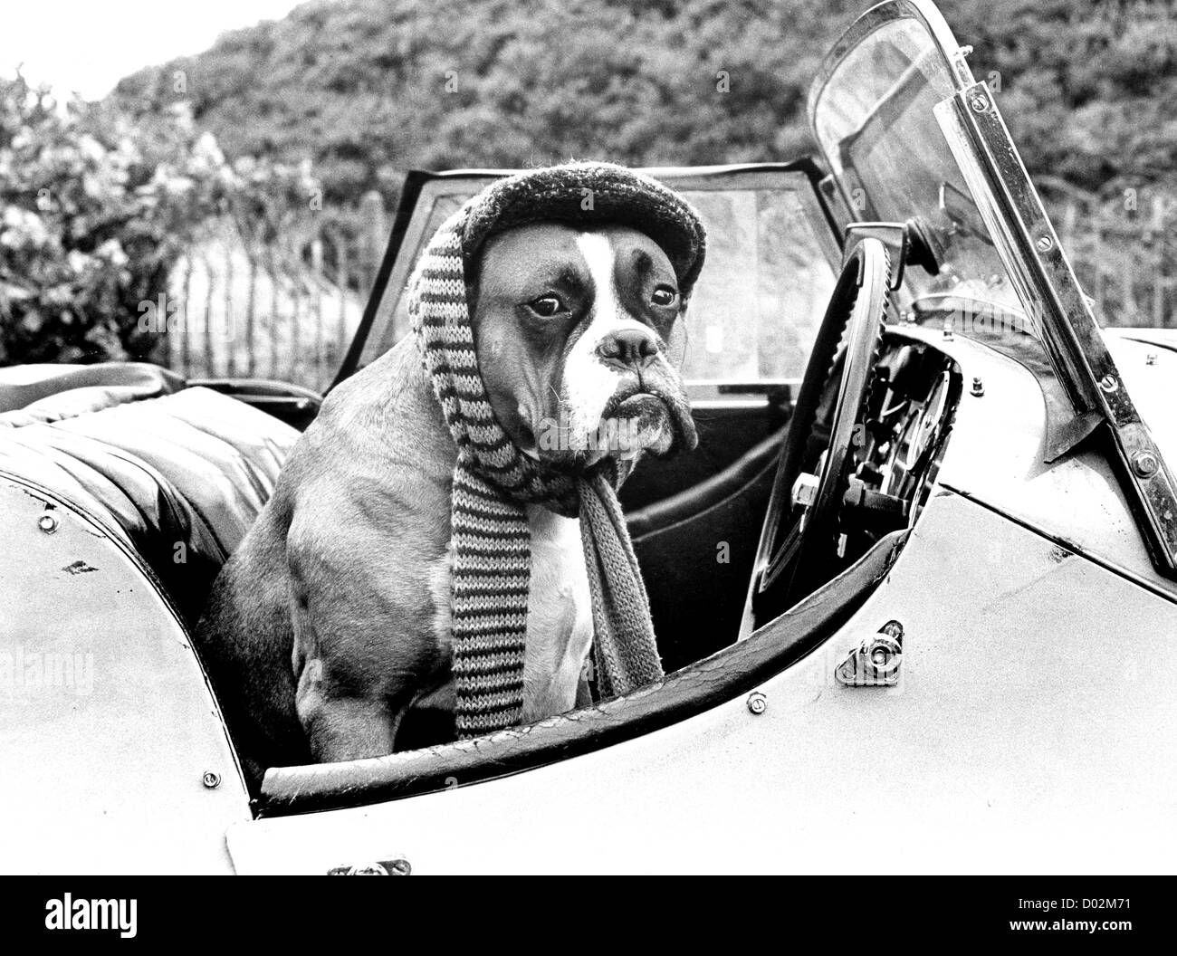 Boxerhund verkleidet für eine Reise im Sportwagen 1980. Morgan Sports Car Tier Haustier Haustiere Großbritannien Großbritannien 1980er Jahre Passagier Stockfoto