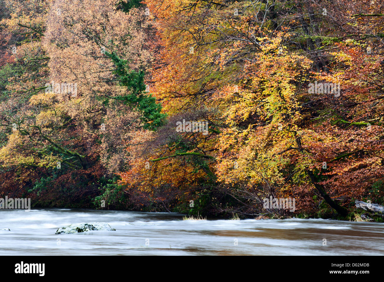 Herbstliche Bäume von der River Greta Keswick Cumbria England Stockfoto