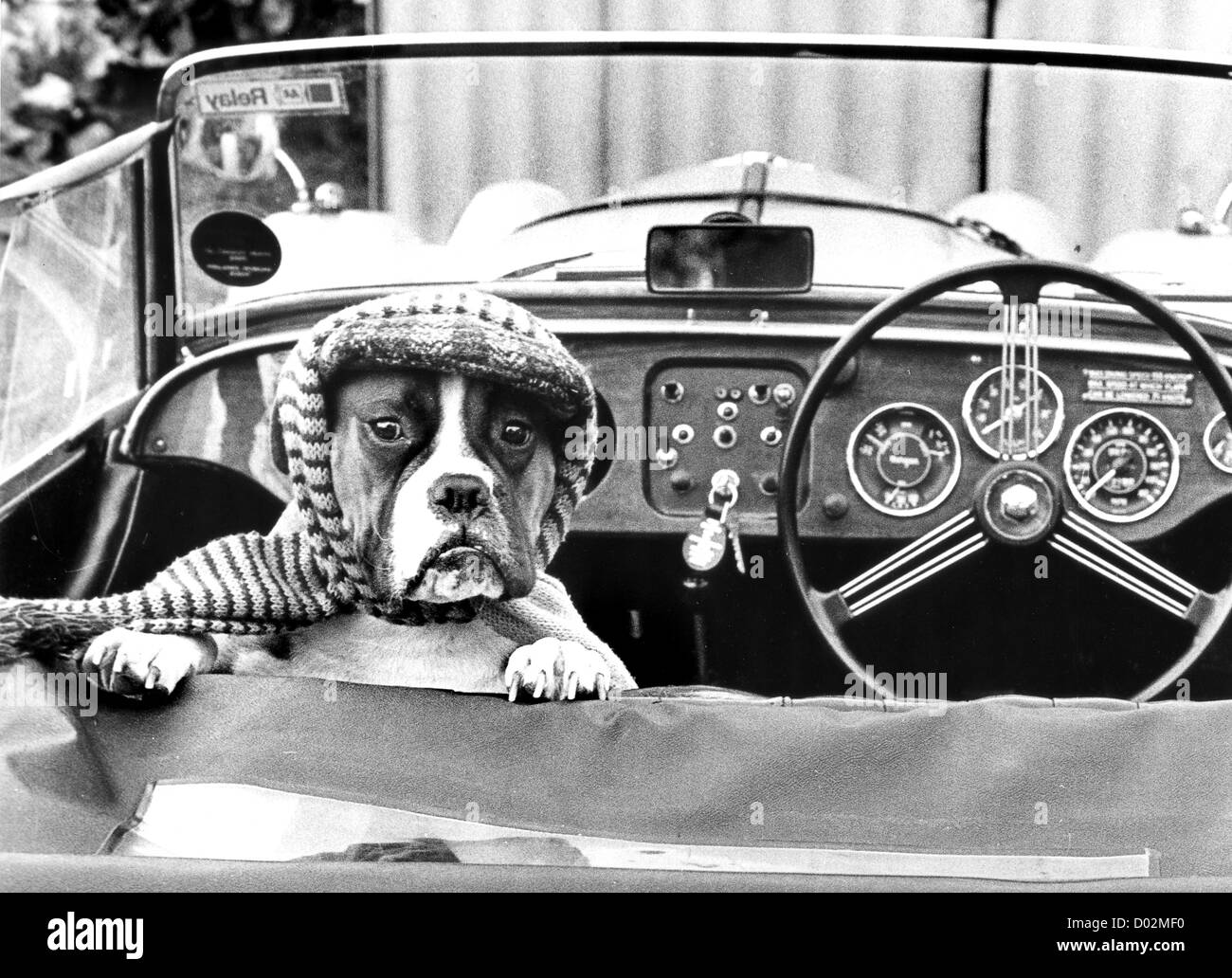 Boxerhund verkleidet für eine Reise im Sportwagen 1980. Morgan Sports Car Tier Haustier Haustiere Großbritannien Großbritannien 1980er Jahre Passagier Stockfoto