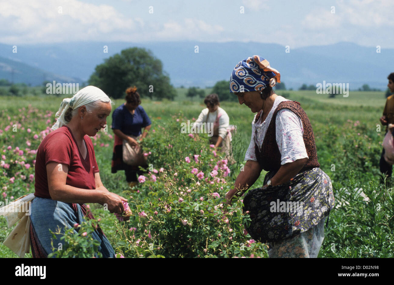 Bulgarien Kazanlak, Frauen ernten Damascena rose Blume für die Verarbeitung von Rosenöl und Wasser Stockfoto