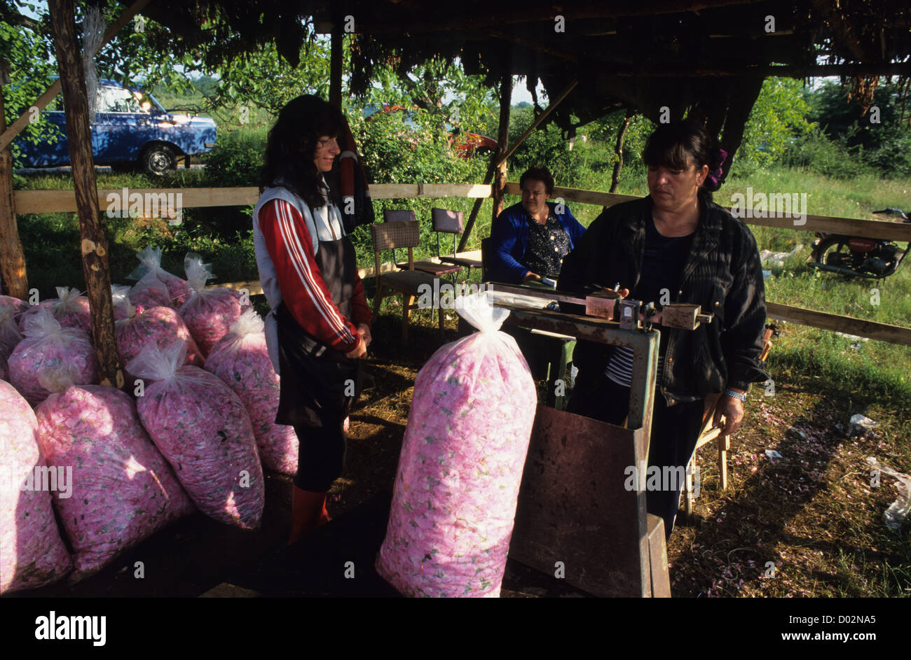 Bulgarien Kazanlak, Frauen ernten Damascena rose Blume für die Verarbeitung von Rosenöl und Wasser, Sammlung und mit einem Gewicht von Ort Stockfoto