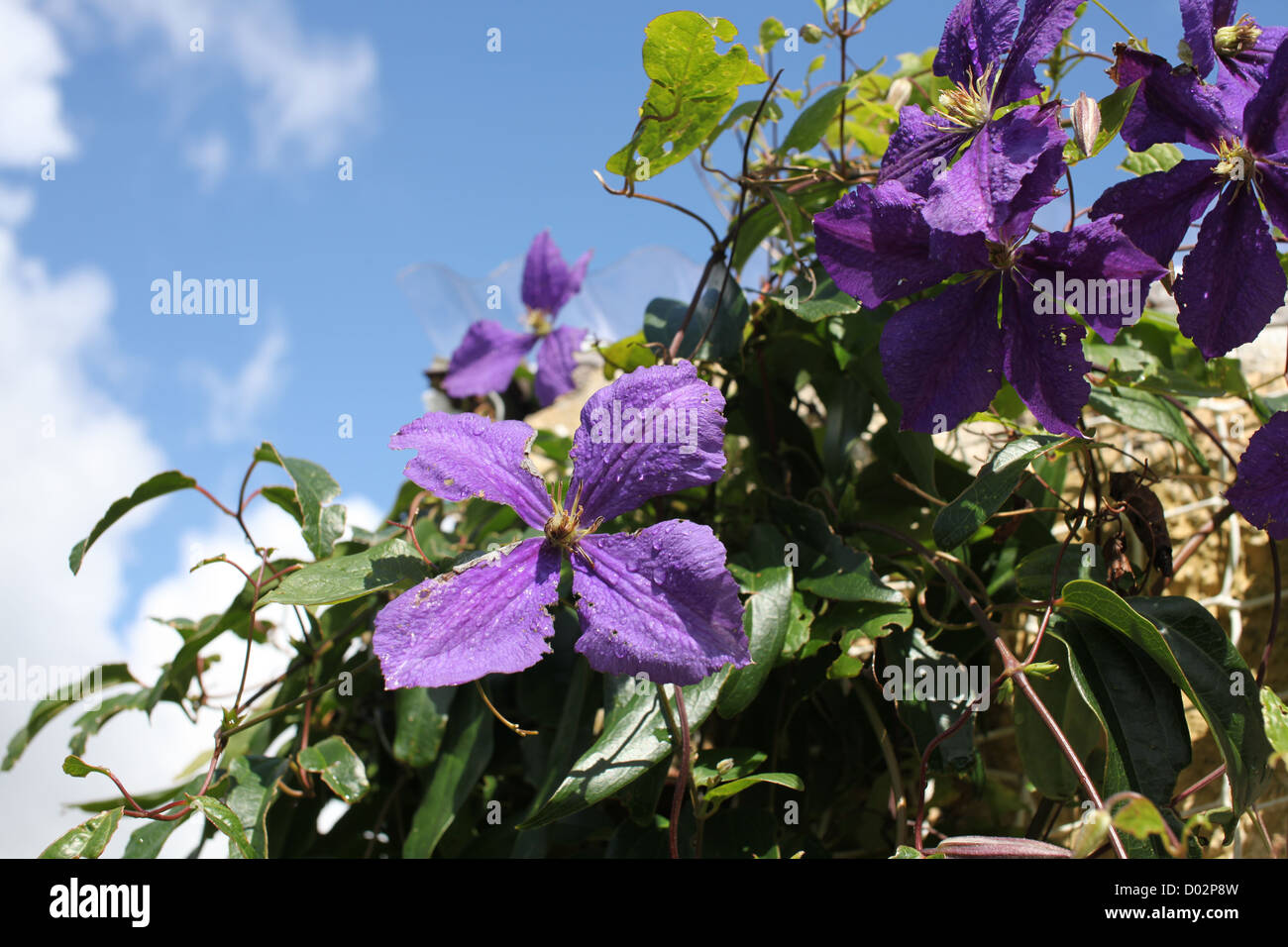 45+ Zierpflanze Lila, Lila blumen sind ein echter blickfang im garten.