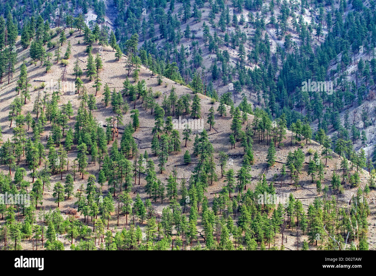 Bäume am Berghang in Lytton, BC, Kanada Stockfoto
