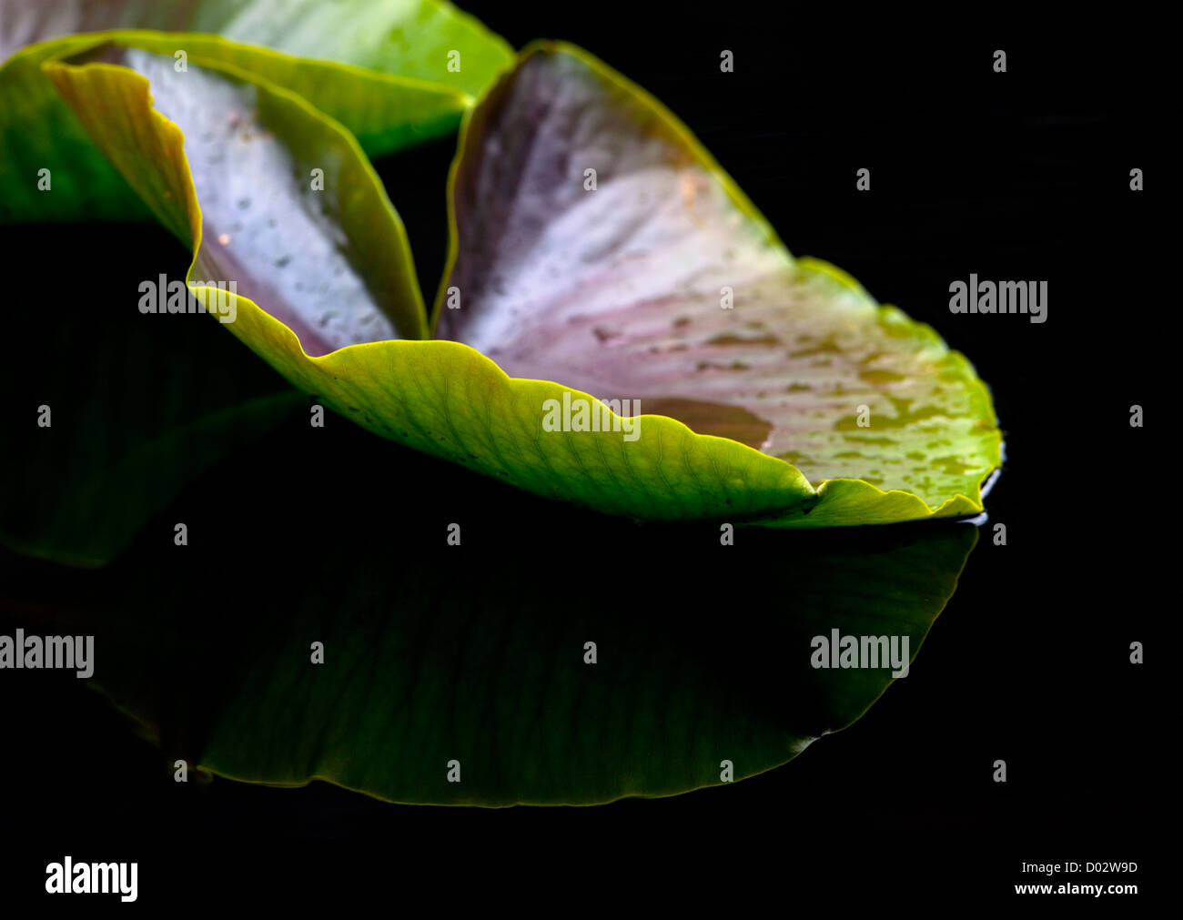 Green Water Lily Leaf Stockfoto