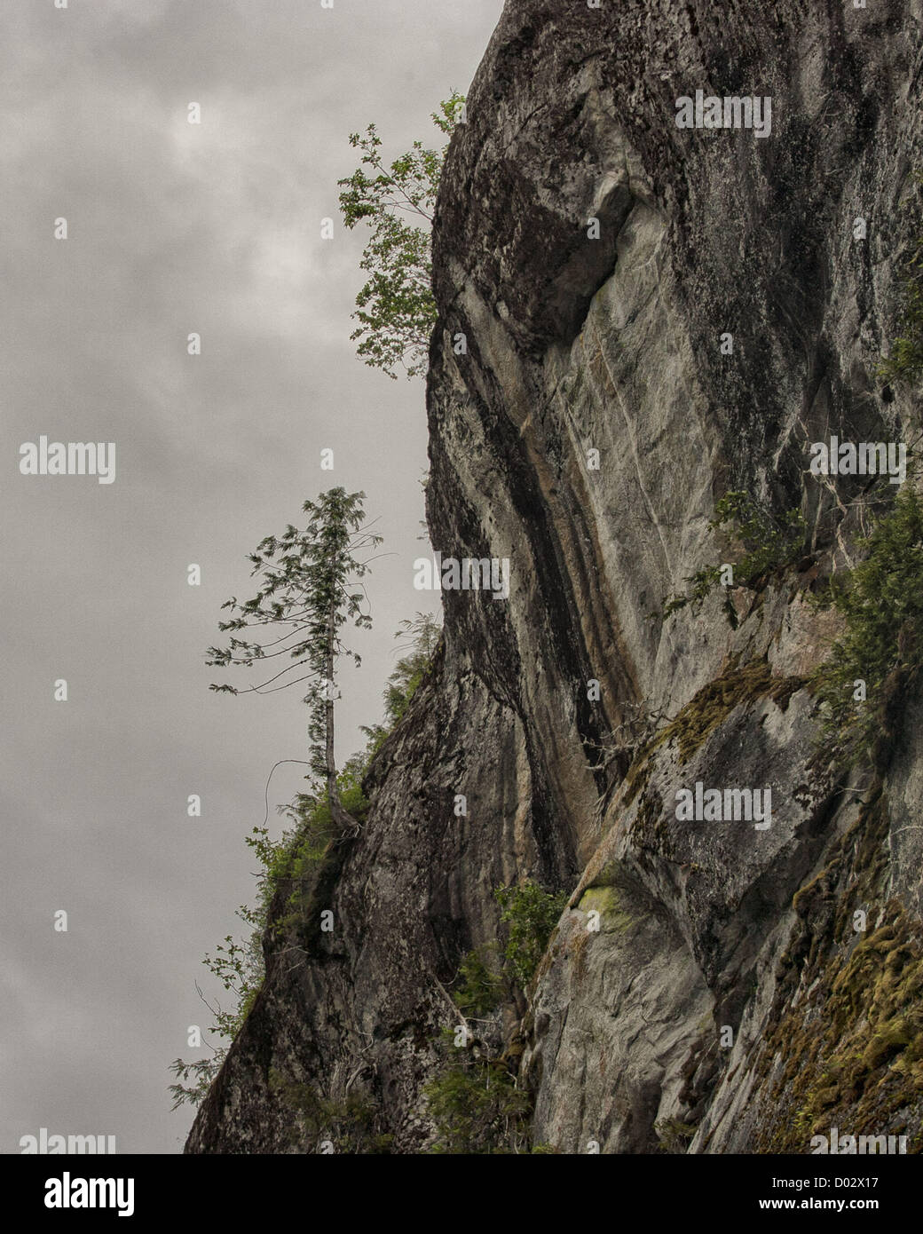 6. Juli 2012 - Ketchikan Gateway Borough, Alaska, steht uns - ein einsamer Baum auf einem hoch aufragenden Granitwände in Misty Fjords Rudyerd Bay geformt durch massive Gletscher Aktion 50 bis 70 Millionen Jahren. Sie steigen so hoch wie 3.000 ft (900m) und Zähler, die durch die immergrünen Regenwälder ausgeglichen sind. Misty Fjords National Monument und Wildnis-Gebiet, entlang der Inside Passage Küste der südöstlichen Alaska wird von der US Forest Service verwaltet und umfasst 2.294.343 Hektar (9.246 km) der Tongass National Forest, der größte Wildnis in Alaska National Forest und ist nur mit dem Wasserflugzeug erreichbar oder Stockfoto