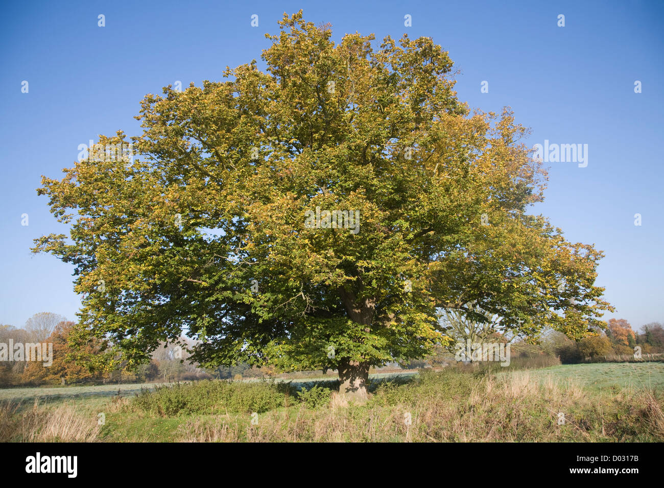 Gemeinsamen Kalk Baum Blatt Herbstfärbung im Feld stehen Stockfoto