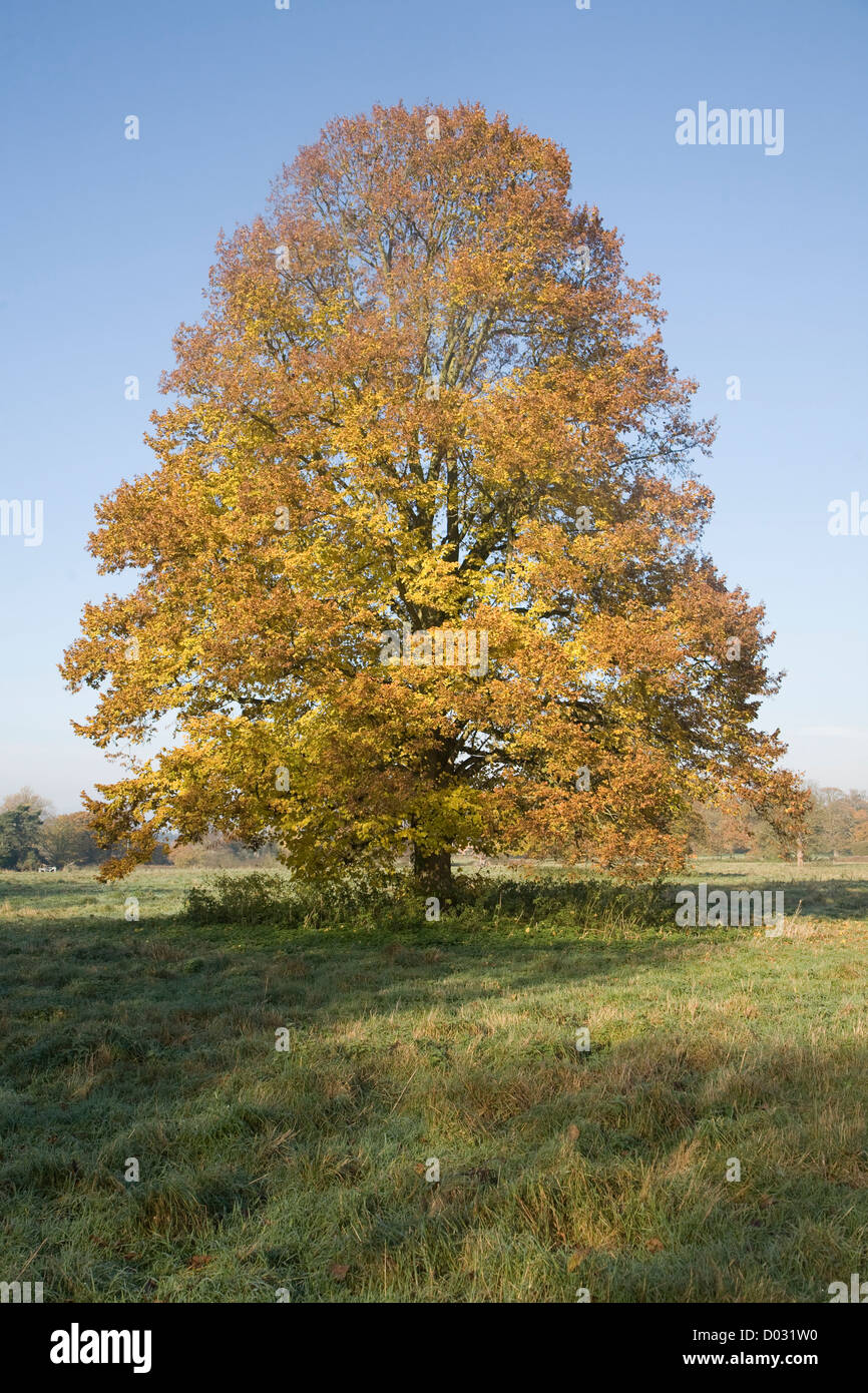 Kleine leaved Kalk Baum Blatt-Herbstfärbung im Feld stehen Stockfoto