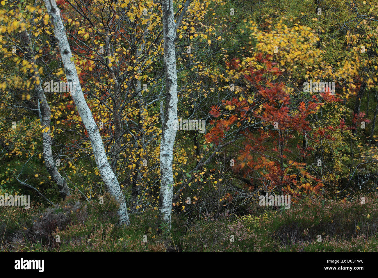 Birken im Herbst in Eichenwälder, Ballater, Aberdeenshire Stockfoto