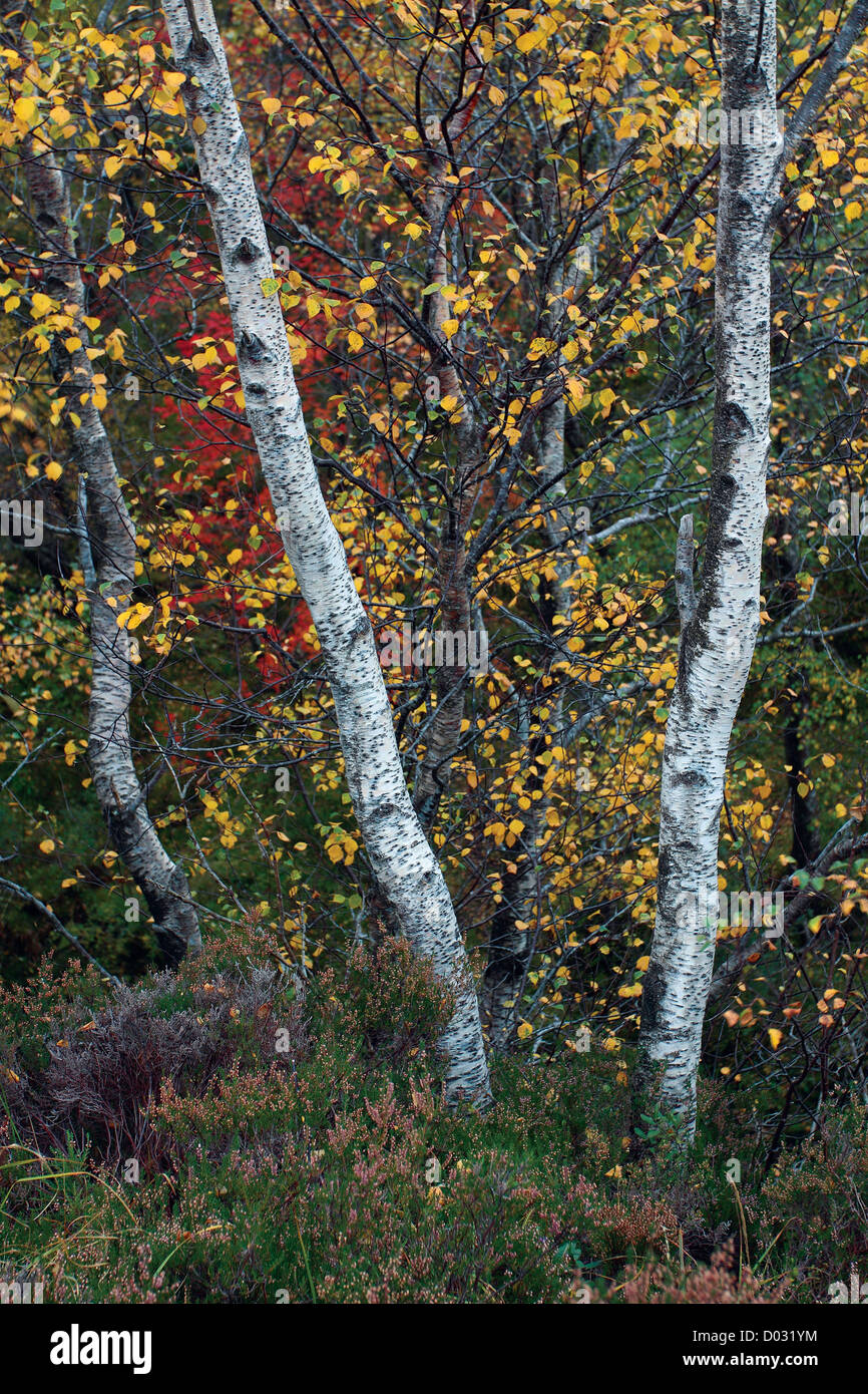 Birken im Herbst in Eichenwälder, Ballater, Aberdeenshire Stockfoto