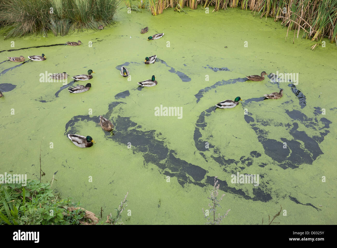 Enten, die Muster in die Wasserlinsen auf der Oberfläche des Duckpond in Skerries, County Dublin, Irland im frühen Herbst / Herbst Stockfoto