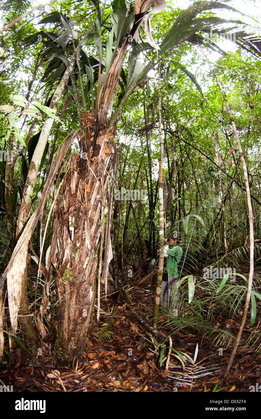 Amazonas-Regenwald, bei Anavilhanas Archipel, Bundesstaat Amazonas, Nord-Brasilien, geschützten Bereich Regenwald Stockfoto