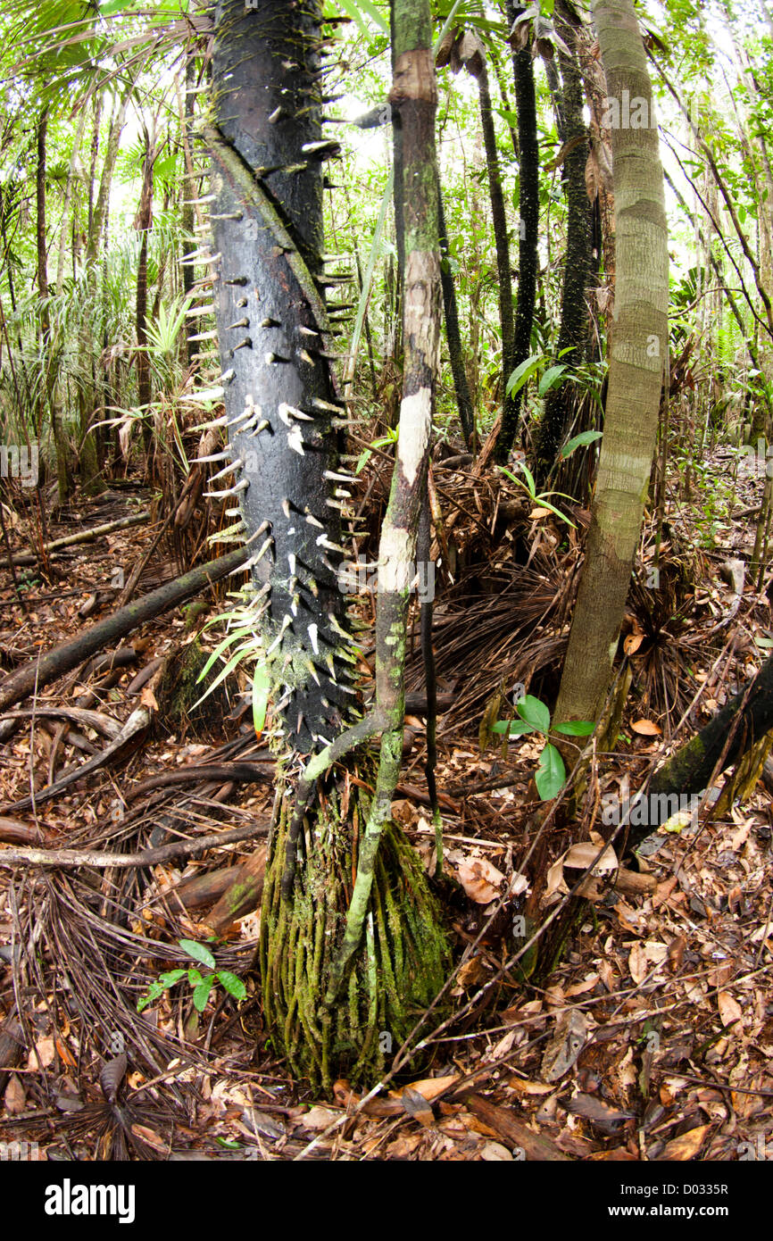 Amazonas-Regenwald, bei Anavilhanas Archipel, Bundesstaat Amazonas, Nord-Brasilien, geschützten Bereich Regenwald Stockfoto