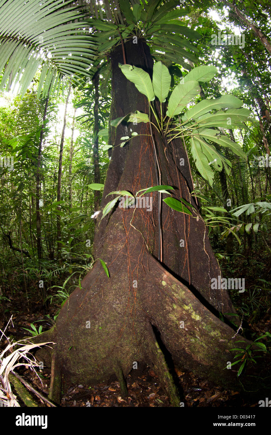 Amazonas-Regenwald, bei Anavilhanas Archipel, Bundesstaat Amazonas, Nord-Brasilien, geschützten Bereich Regenwald Stockfoto