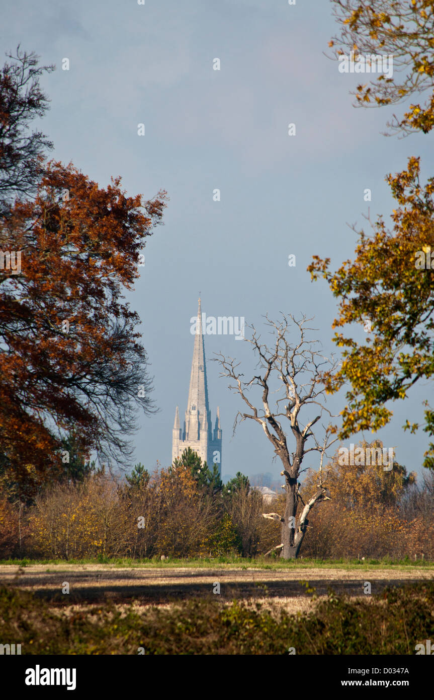 Norwich Kathedrale Turm auf Feld "Land" Stockfoto