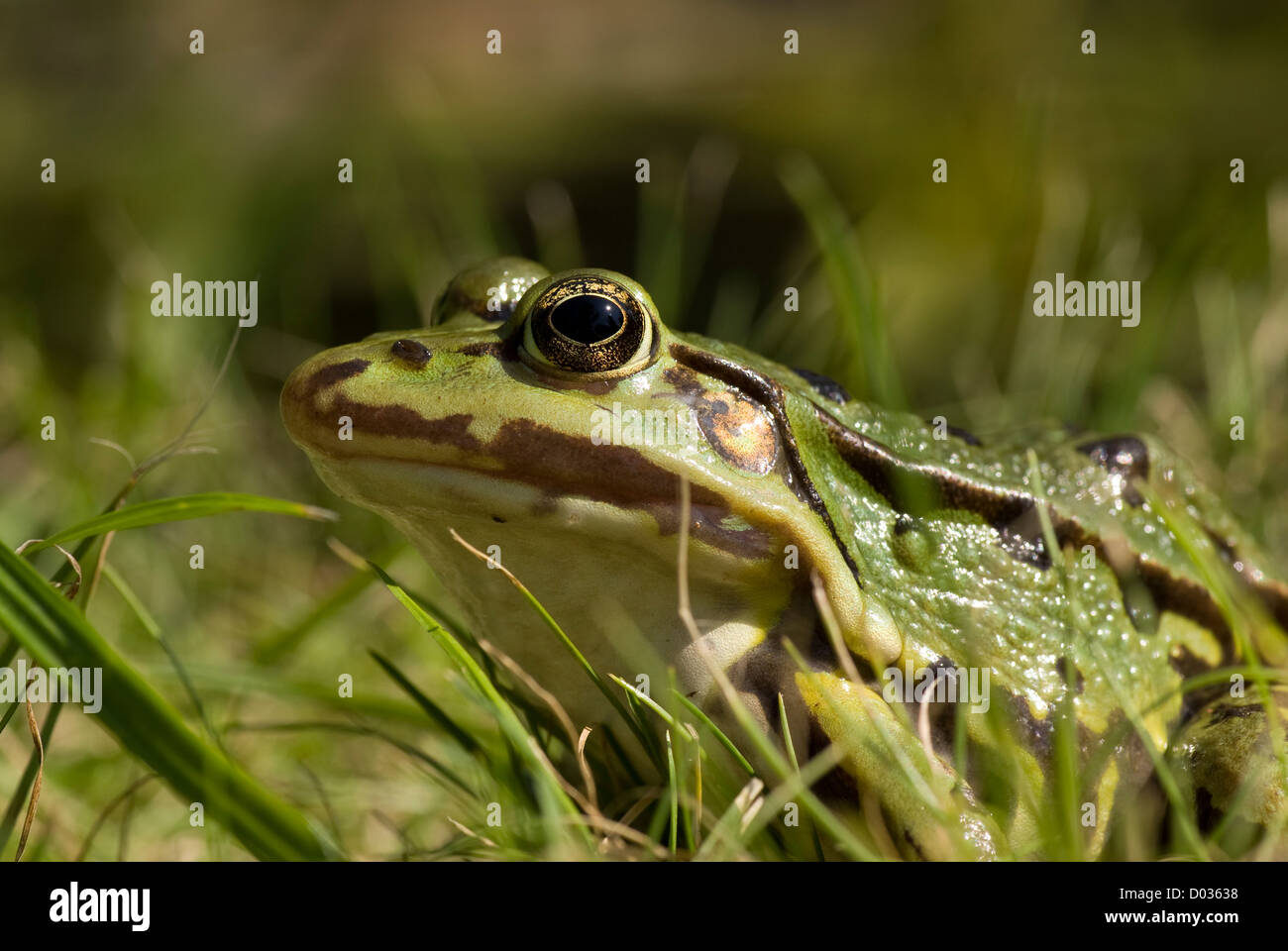 großen grünen Frosch sitzt auf dem Rasen Stockfoto