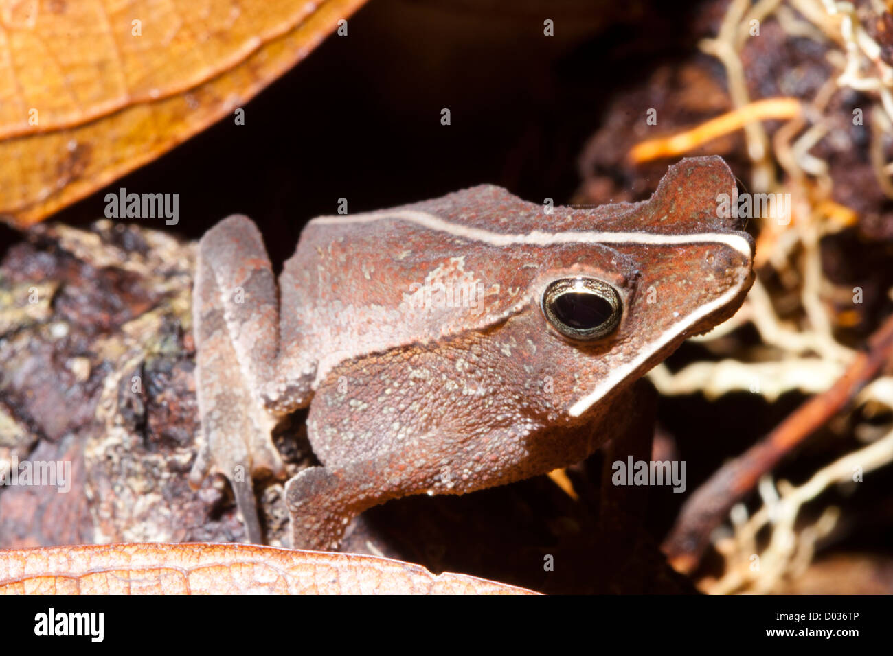 Amazonas-Regenwald, Anavilhanas geschützten Bereich, kleiner Frosch, Bundesstaat Amazonas, Brasilien Stockfoto