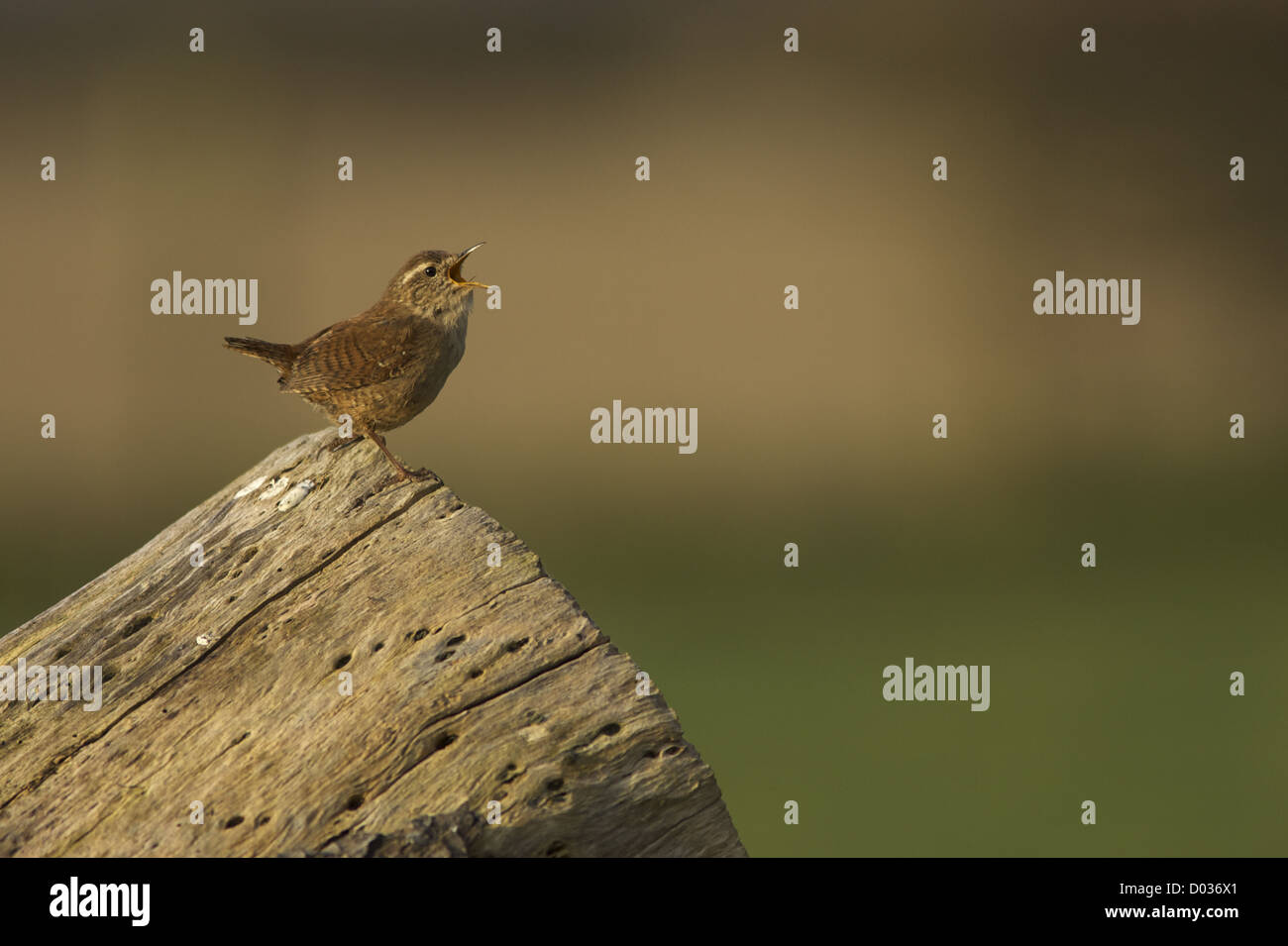 Wren auf Baumstumpf singen Stockfoto